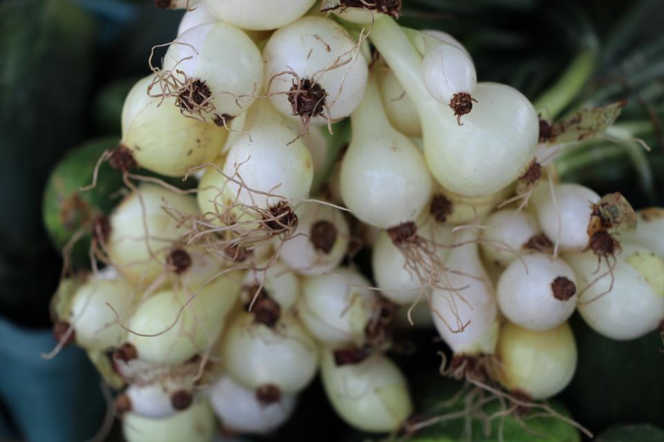 Free download high resolution image - free image free photo free stock image public domain picture  Fresh Garlic