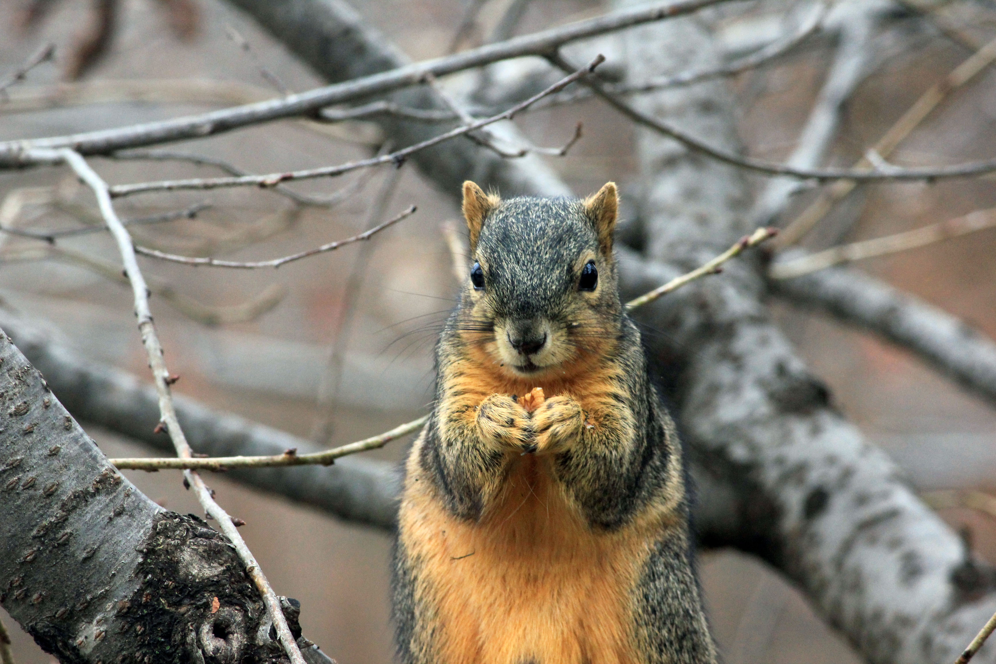 Free download high resolution image - free image free photo free stock image public domain picture -Squirrel eating nut