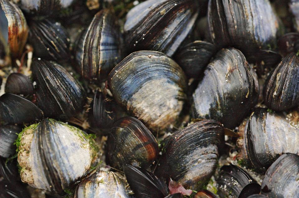 Free download high resolution image - free image free photo free stock image public domain picture  Mussels on the rock