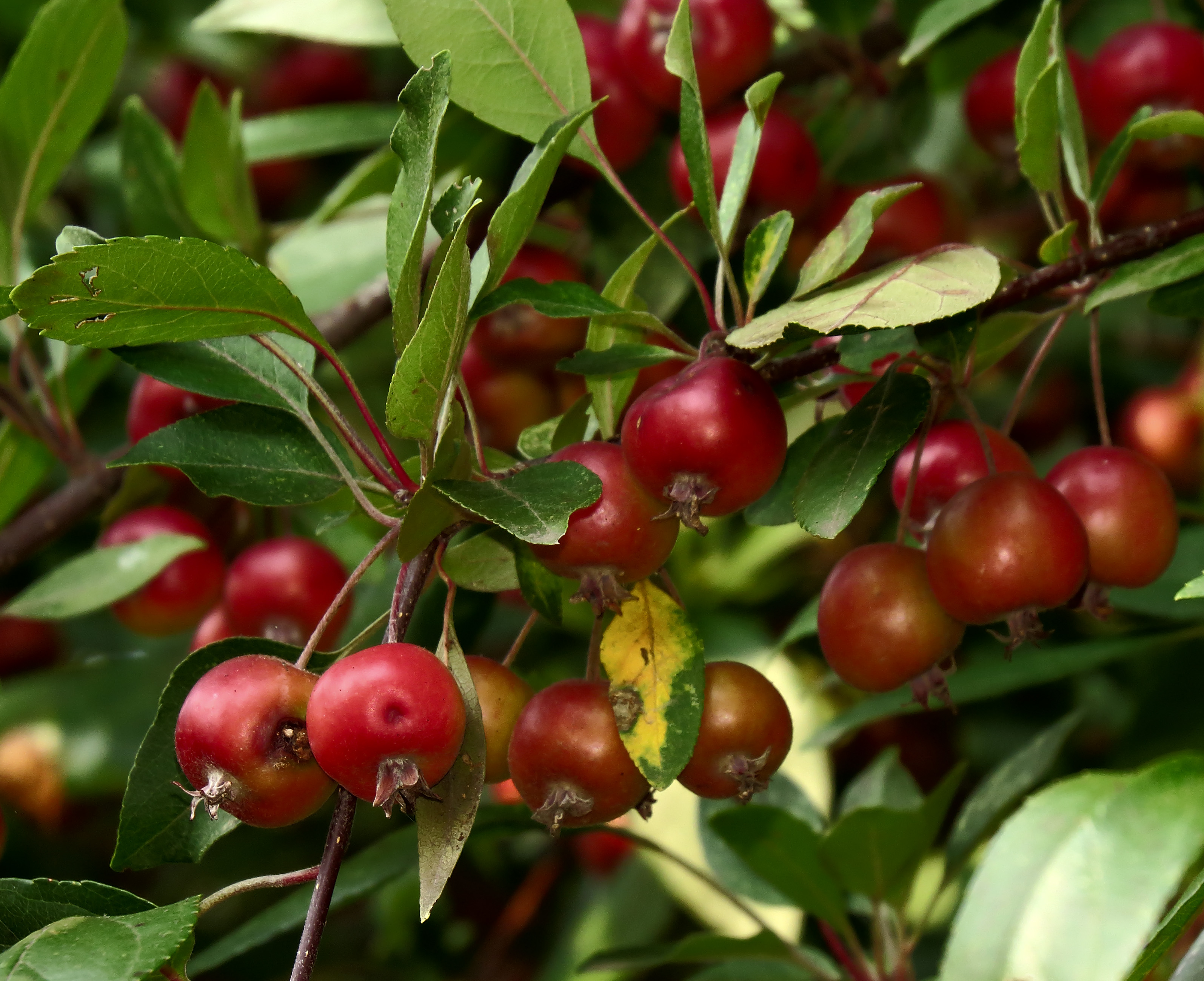 Free download high resolution image - free image free photo free stock image public domain picture -Apple tree Malus with fruits