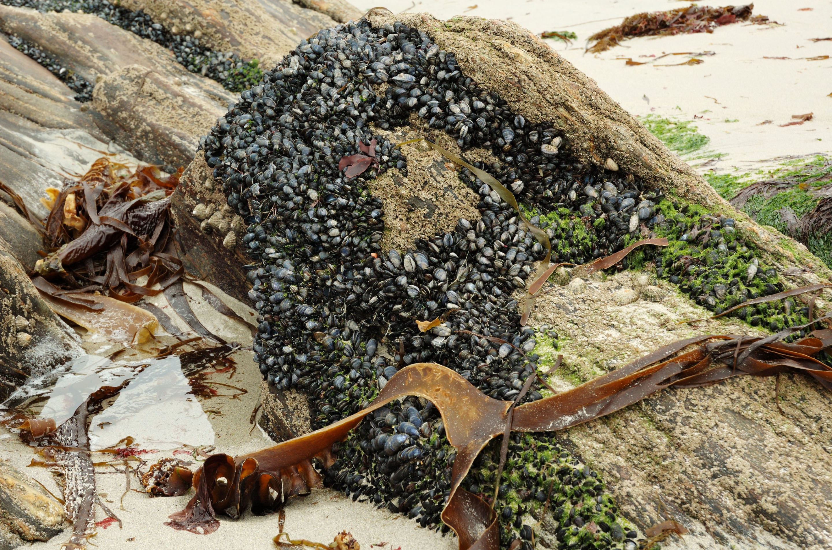 Free download high resolution image - free image free photo free stock image public domain picture -mussels on the rocks