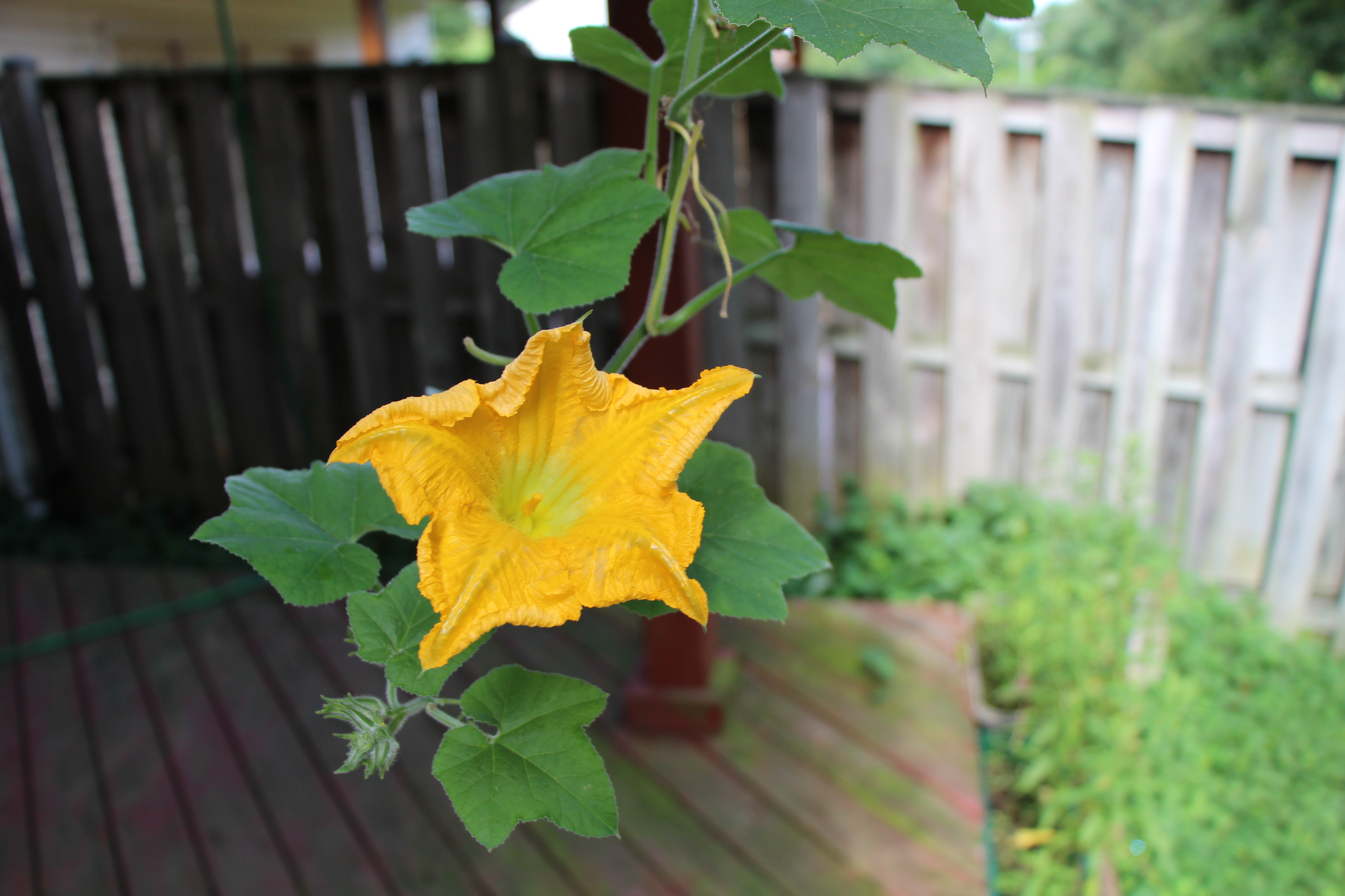 Free download high resolution image - free image free photo free stock image public domain picture -Pumpkin flower in the backyard