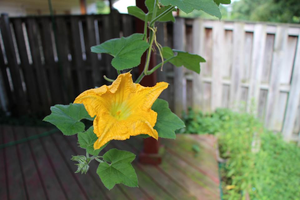 Free download high resolution image - free image free photo free stock image public domain picture  Pumpkin flower in the backyard