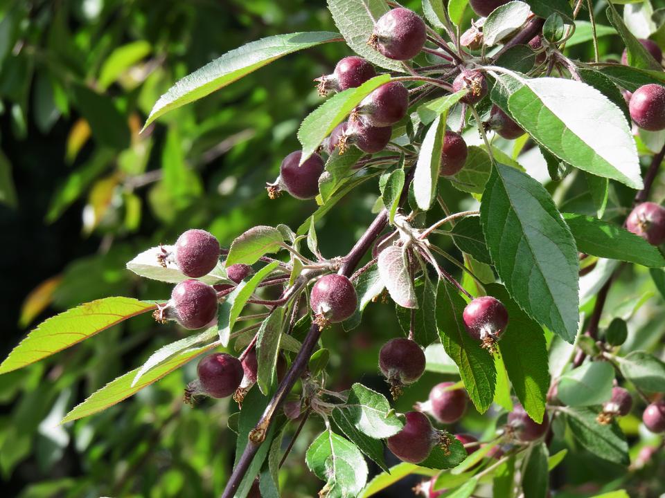 Free download high resolution image - free image free photo free stock image public domain picture  Apple tree Malus with fruits