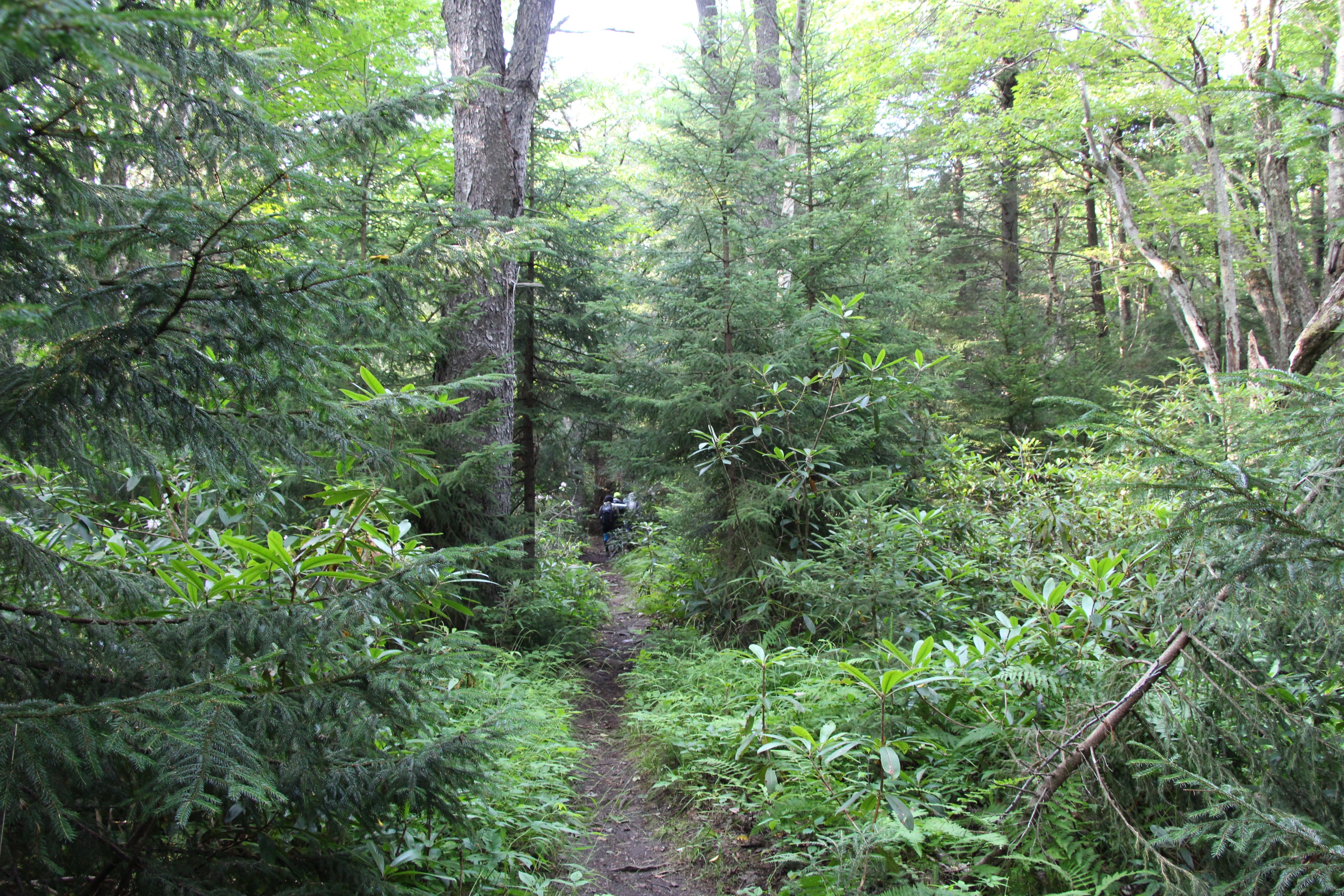 Free download high resolution image - free image free photo free stock image public domain picture -lush rainforest path Rohrbaugh Plains in West Virginia