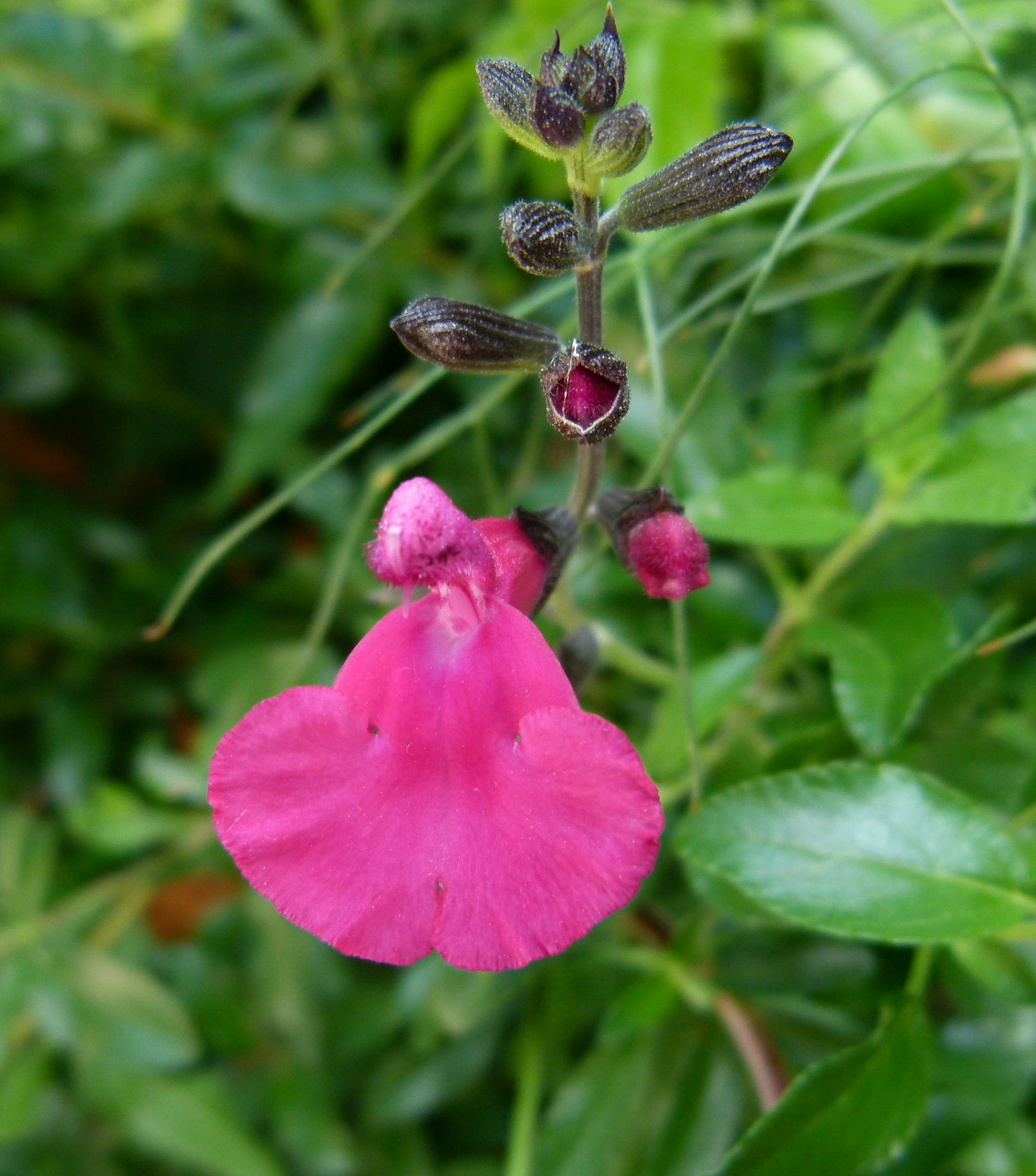 Free download high resolution image - free image free photo free stock image public domain picture -Hot Pink Salvia Microphylla Bezerkeley