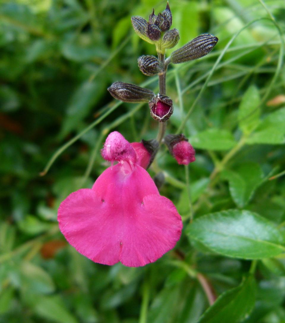 Free download high resolution image - free image free photo free stock image public domain picture  Hot Pink Salvia Microphylla Bezerkeley