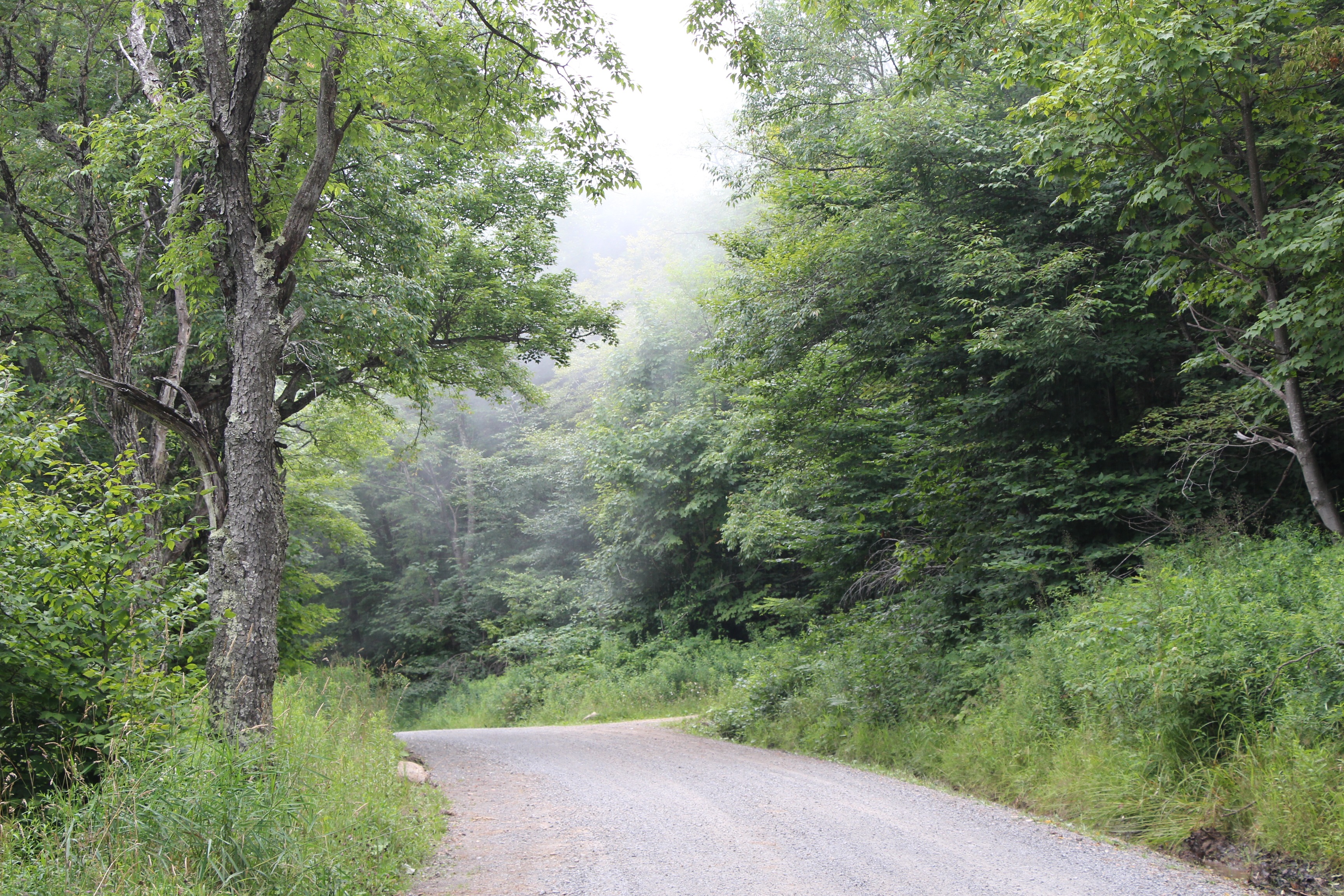 Free download high resolution image - free image free photo free stock image public domain picture -lush rainforest path WV