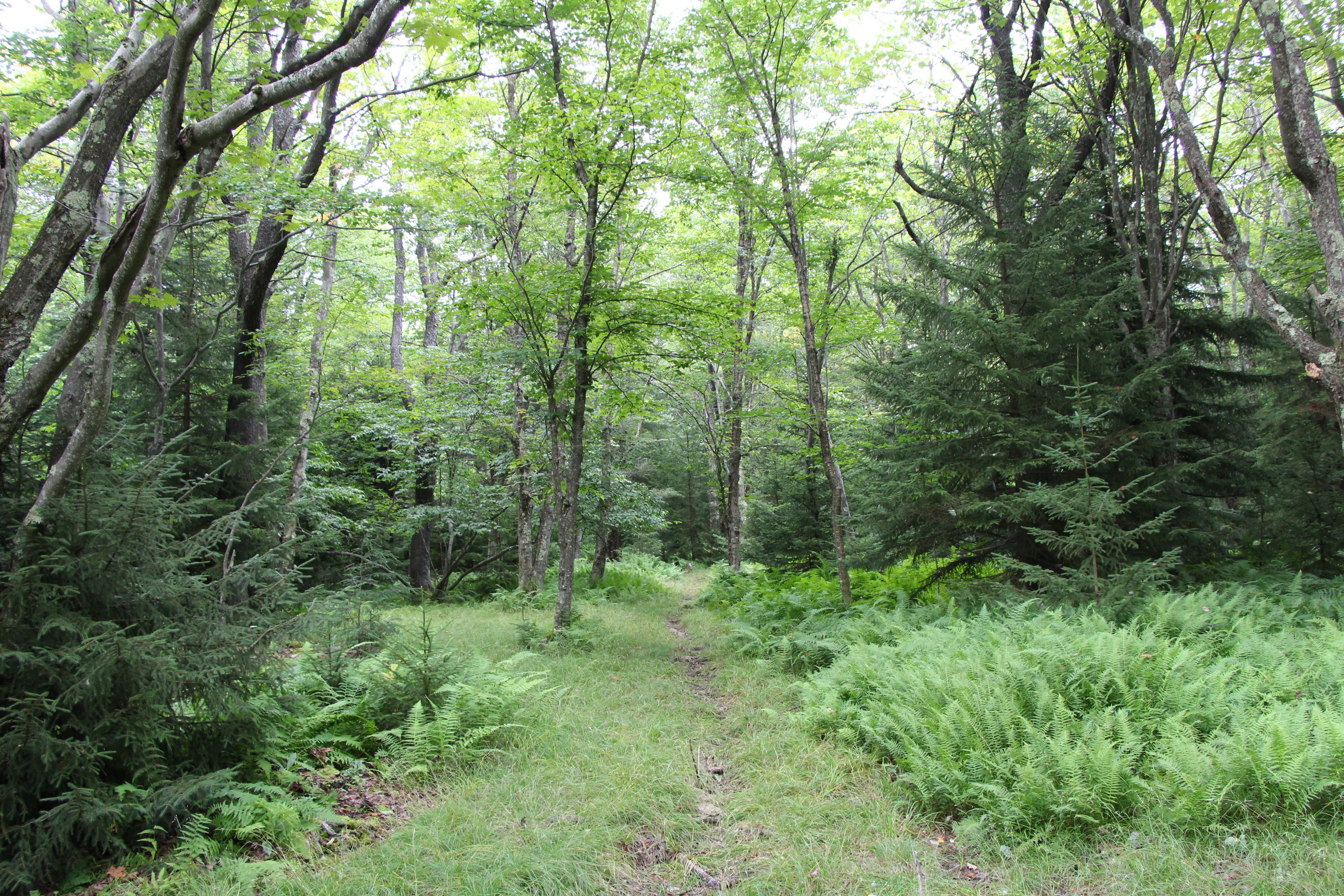 Free download high resolution image - free image free photo free stock image public domain picture -Trail through lush green forest in Dolly Sods