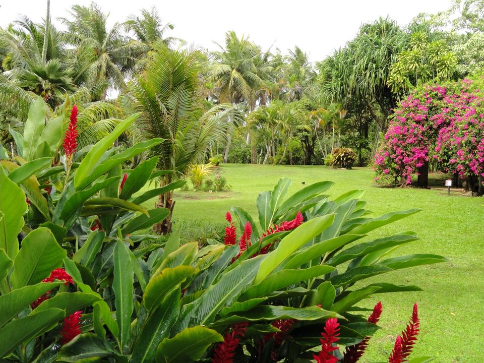 Free download high resolution image - free image free photo free stock image public domain picture  Sankyo Garden, Guam