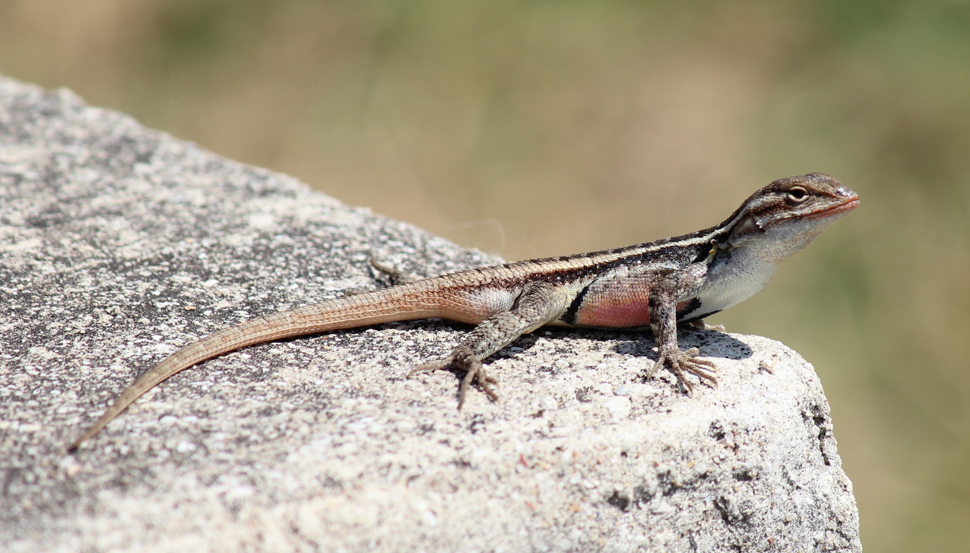 Free download high resolution image - free image free photo free stock image public domain picture -A sagebrush lizard, Sceloporus graciosus