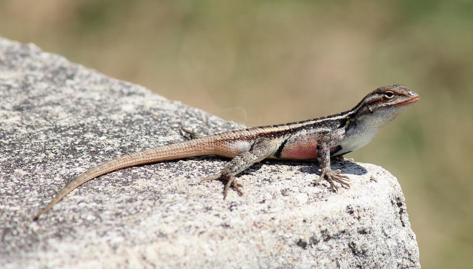 Free download high resolution image - free image free photo free stock image public domain picture  A sagebrush lizard, Sceloporus graciosus