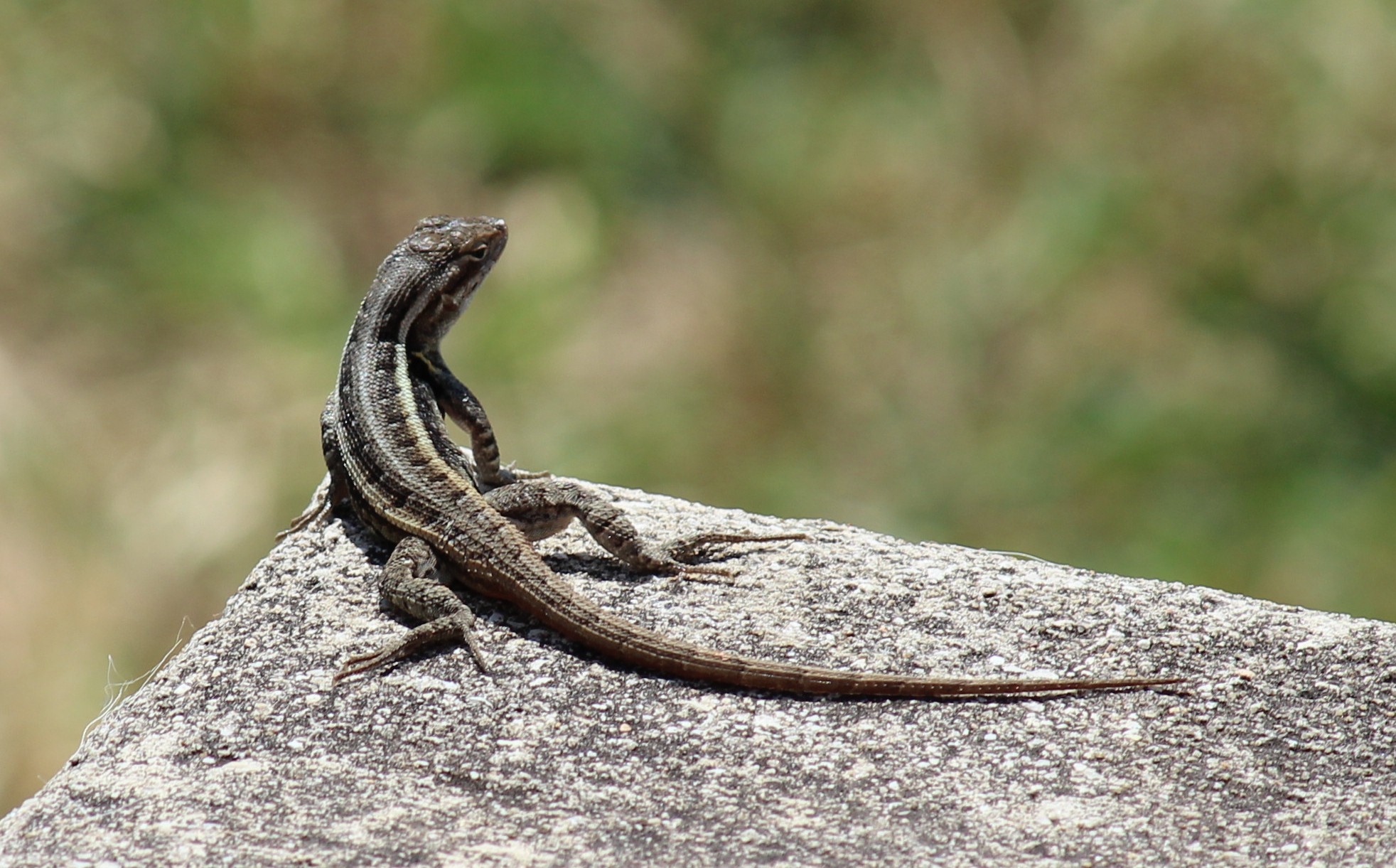 Free download high resolution image - free image free photo free stock image public domain picture -A sagebrush lizard, Sceloporus graciosus