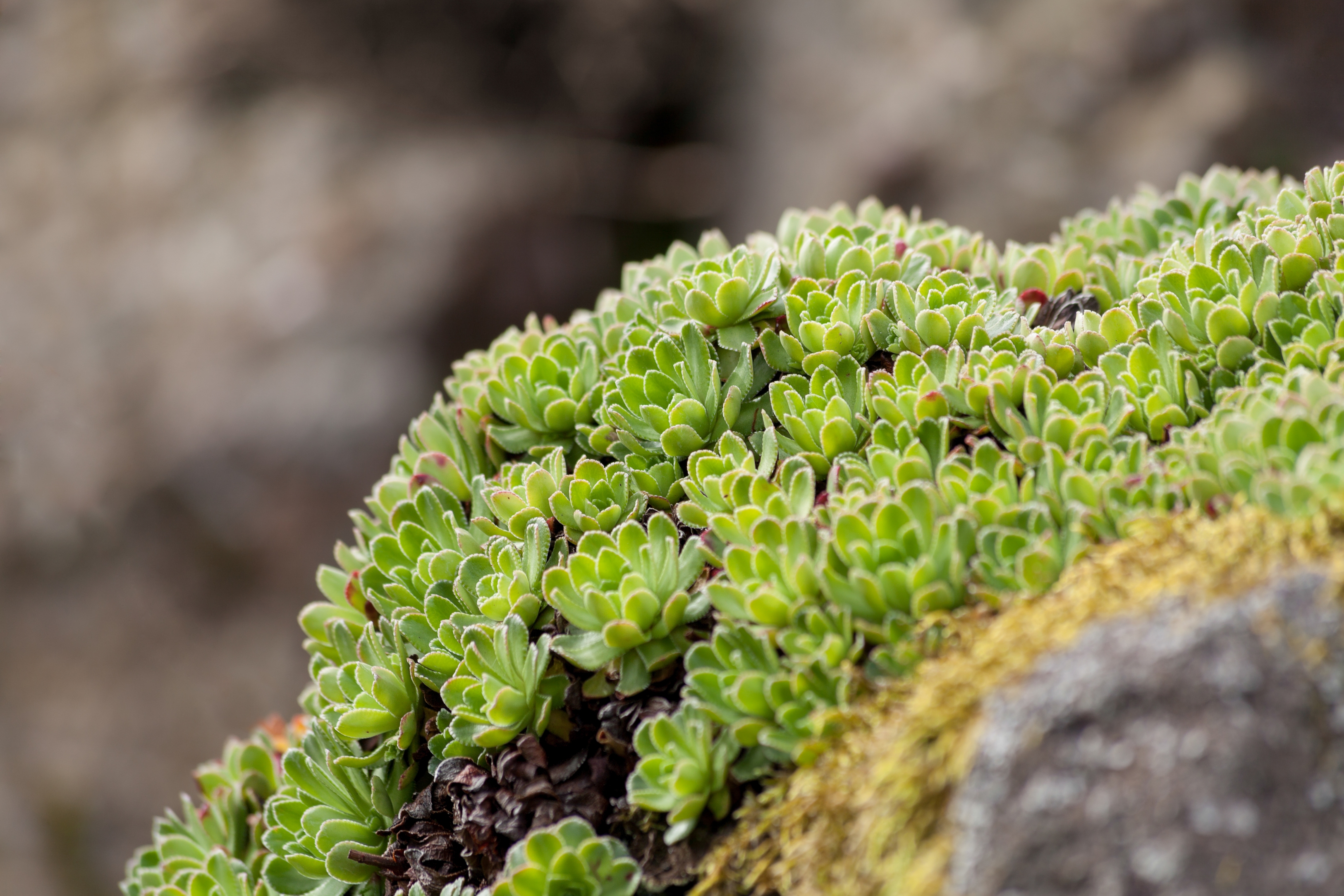 Free download high resolution image - free image free photo free stock image public domain picture -Arctic flowers - Saxifraga cespitosa