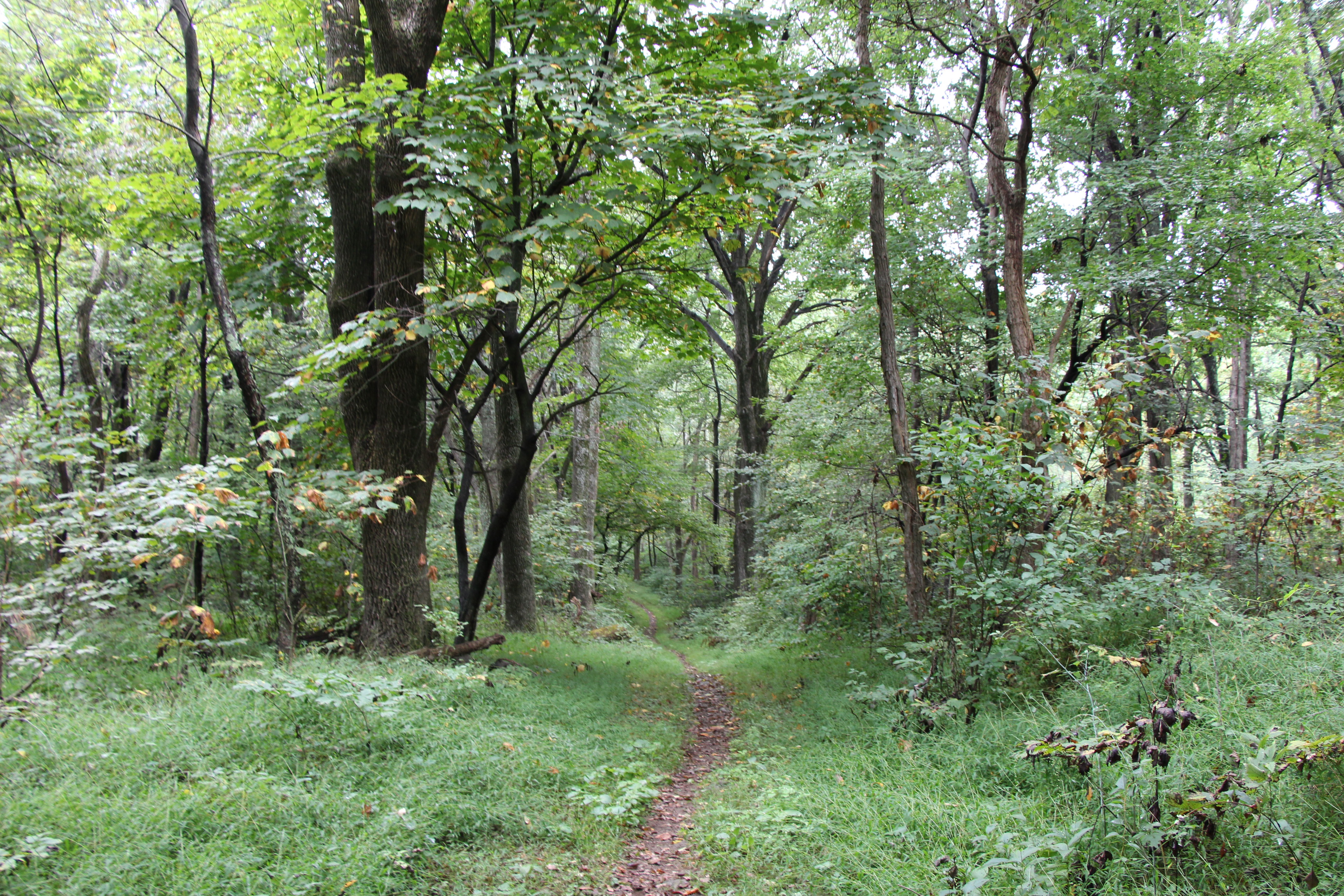 Free download high resolution image - free image free photo free stock image public domain picture -Trail through tall trees in a lush forest, Shenandoah  Park