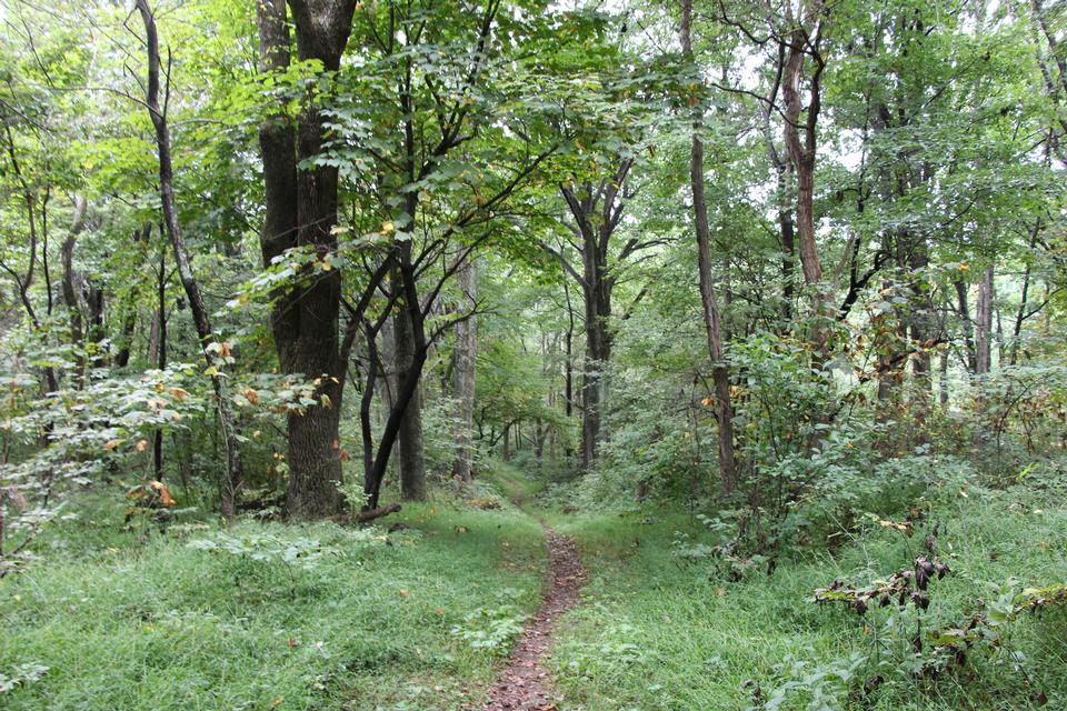 Free download high resolution image - free image free photo free stock image public domain picture  Trail through tall trees in a lush forest, Shenandoah  Park