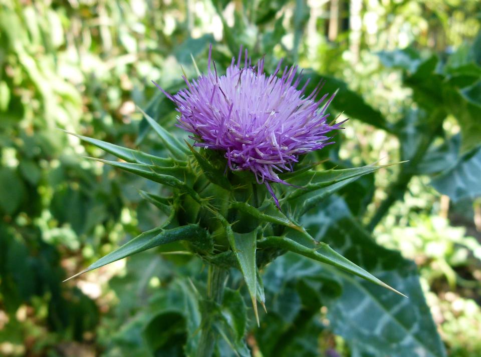 Free download high resolution image - free image free photo free stock image public domain picture  silybum marianum