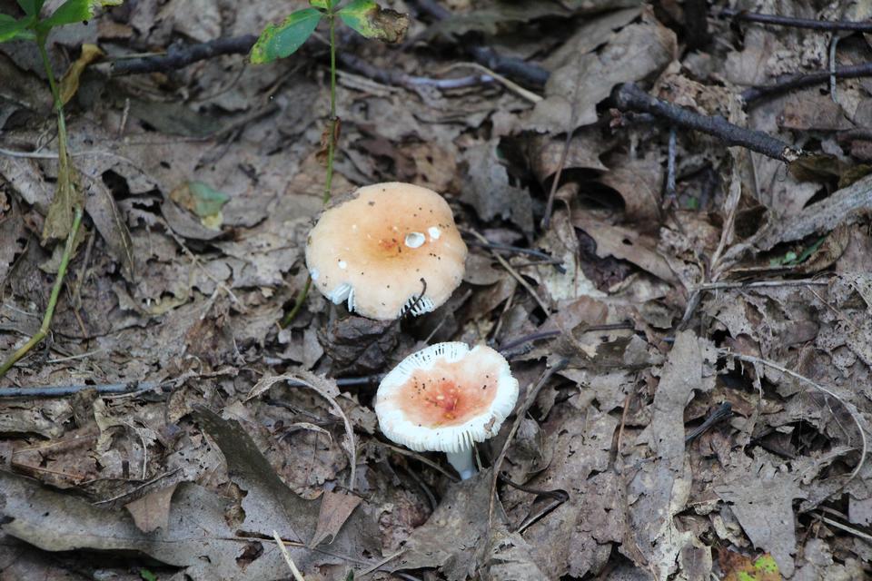 Free download high resolution image - free image free photo free stock image public domain picture  Forest mushroom in the grass