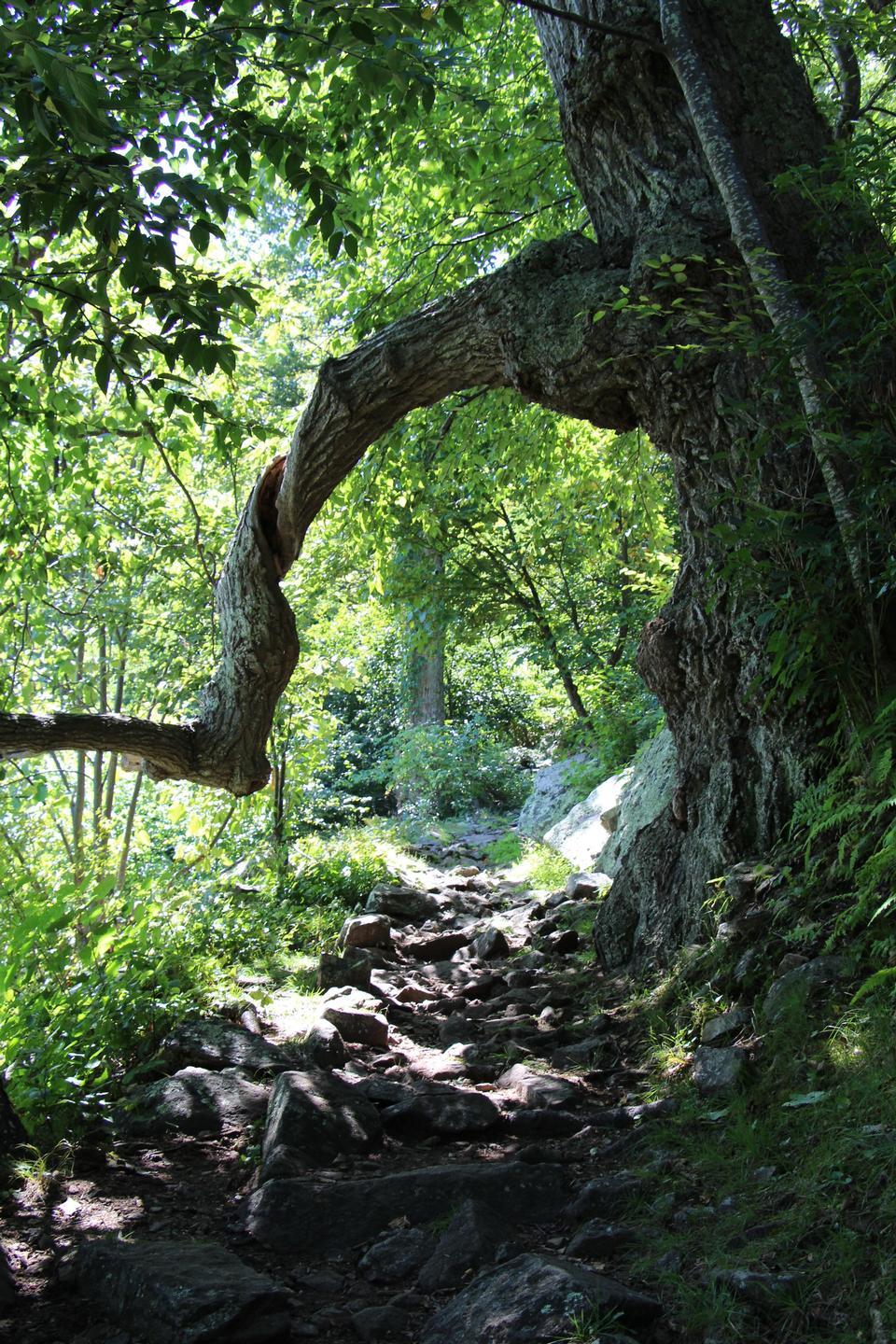 Free download high resolution image - free image free photo free stock image public domain picture  Craggy Gardens Appalachian Hiking Trail