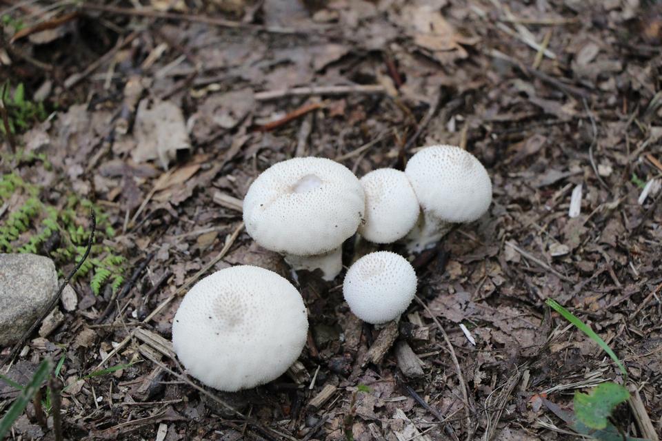 Free download high resolution image - free image free photo free stock image public domain picture  Summer forest eatable mushrooms close-up