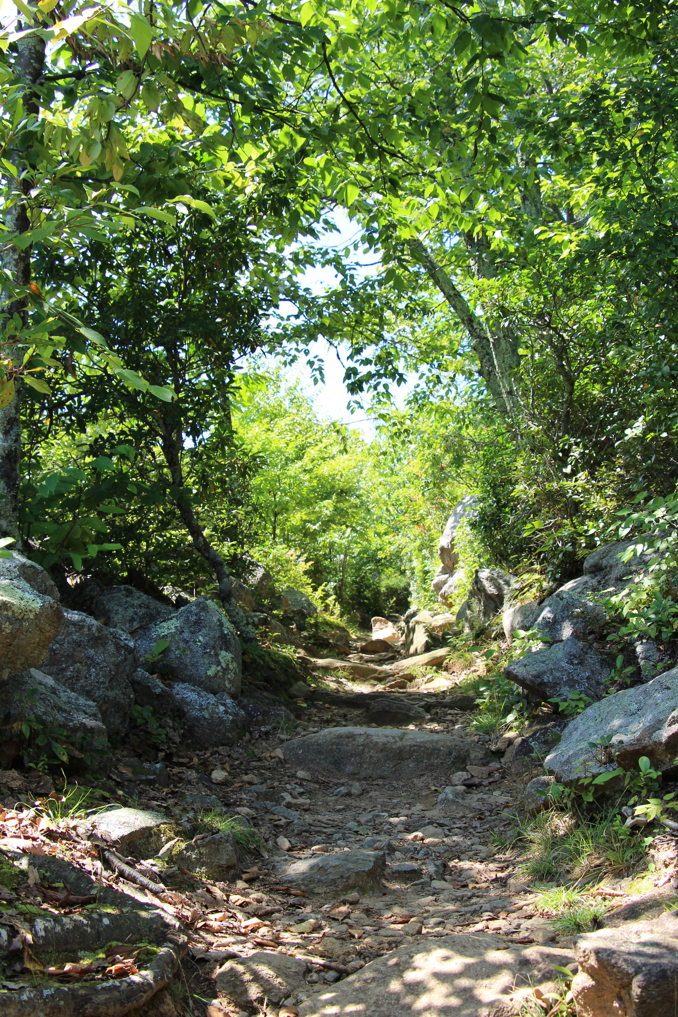 Free download high resolution image - free image free photo free stock image public domain picture -Footpath in summer forest