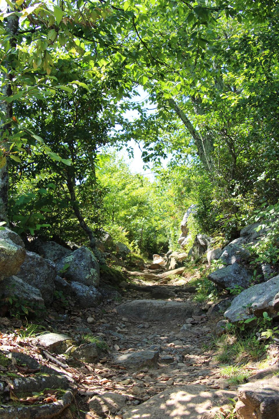 Free download high resolution image - free image free photo free stock image public domain picture  Footpath in summer forest