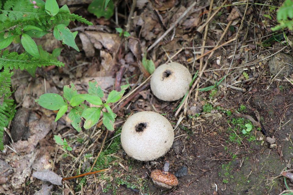 Free download high resolution image - free image free photo free stock image public domain picture  Forest mushrooms