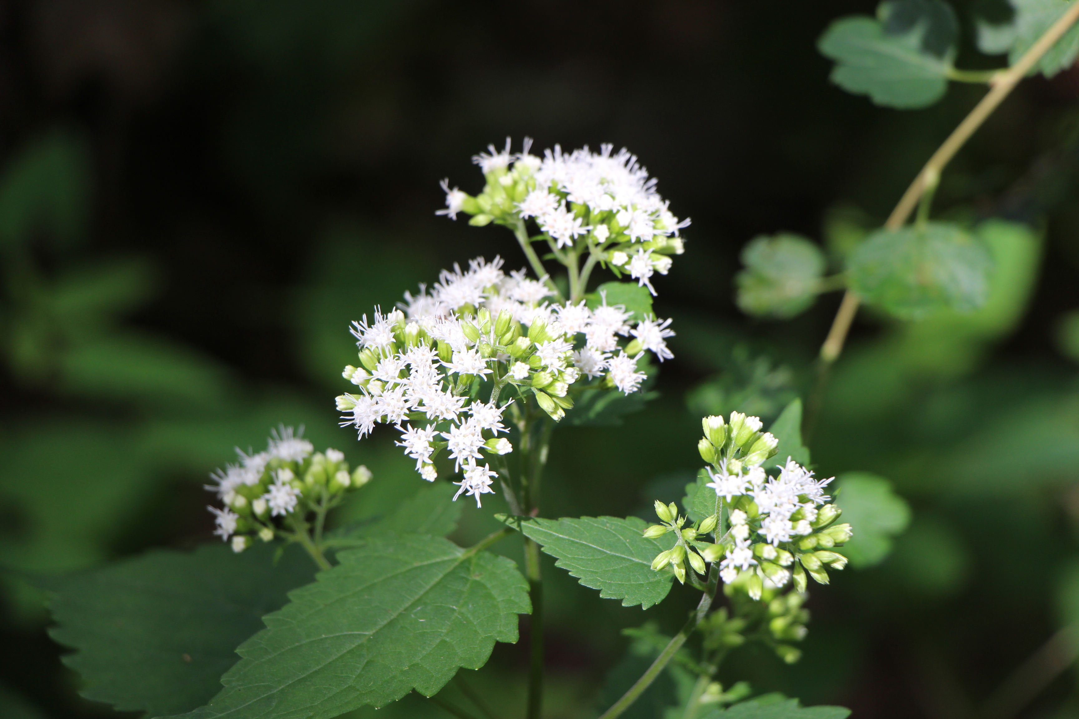 Free download high resolution image - free image free photo free stock image public domain picture -Gentle white flowers on blue background