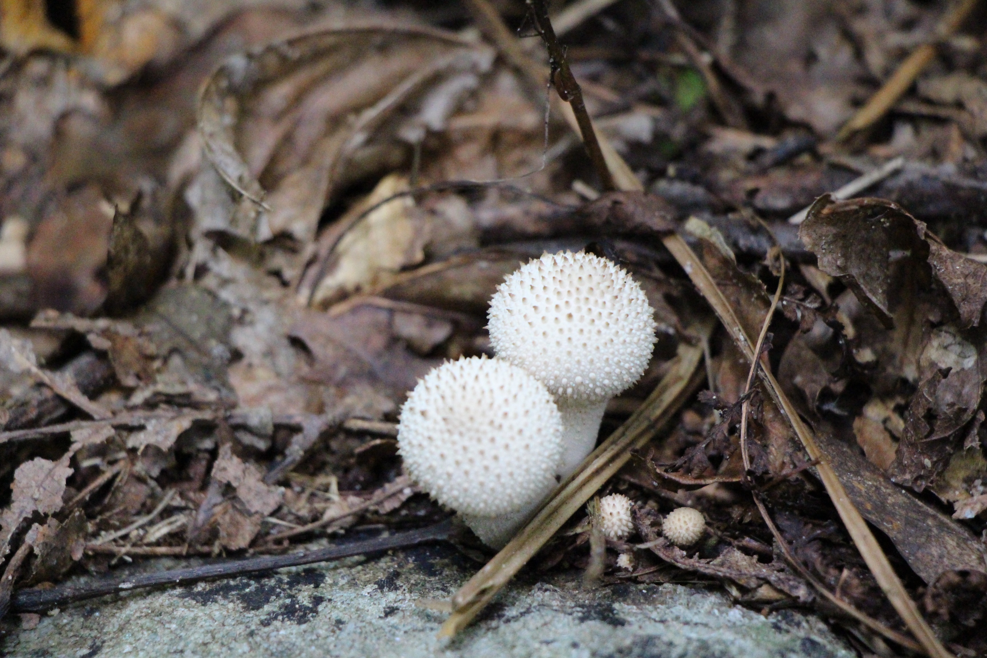 Free download high resolution image - free image free photo free stock image public domain picture -Summer forest eatable mushrooms close-up