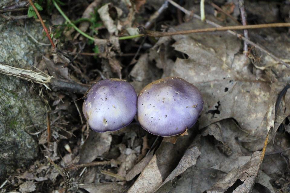 Free download high resolution image - free image free photo free stock image public domain picture  Summer forest eatable mushrooms close-up