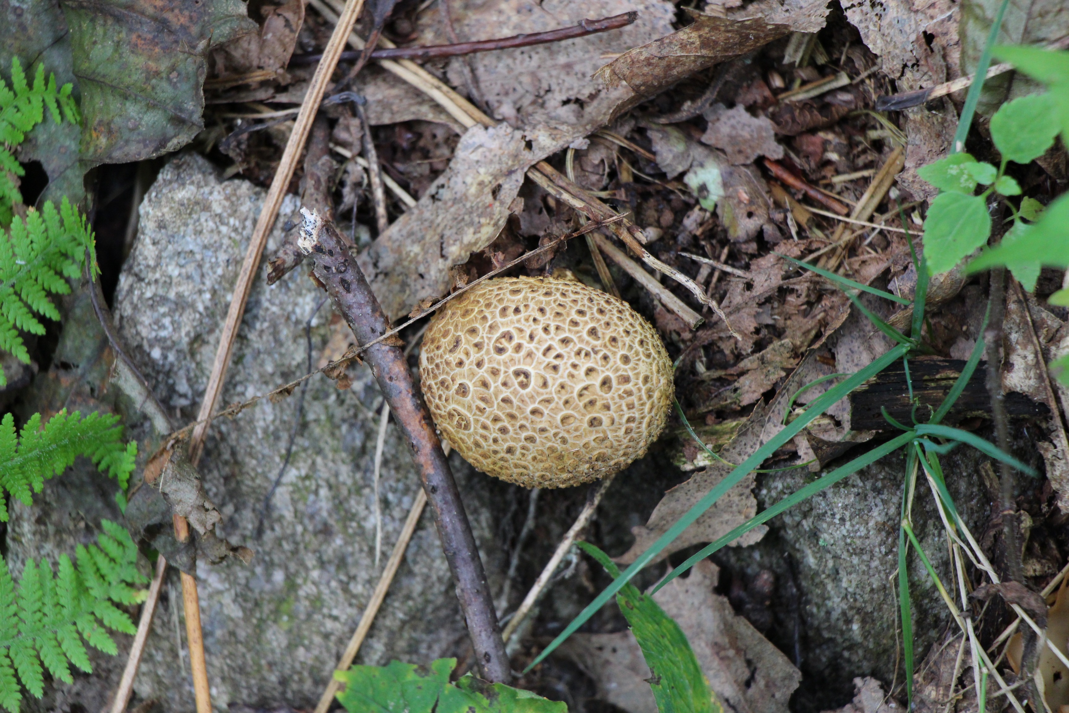 Free download high resolution image - free image free photo free stock image public domain picture -Red mushroom in nature