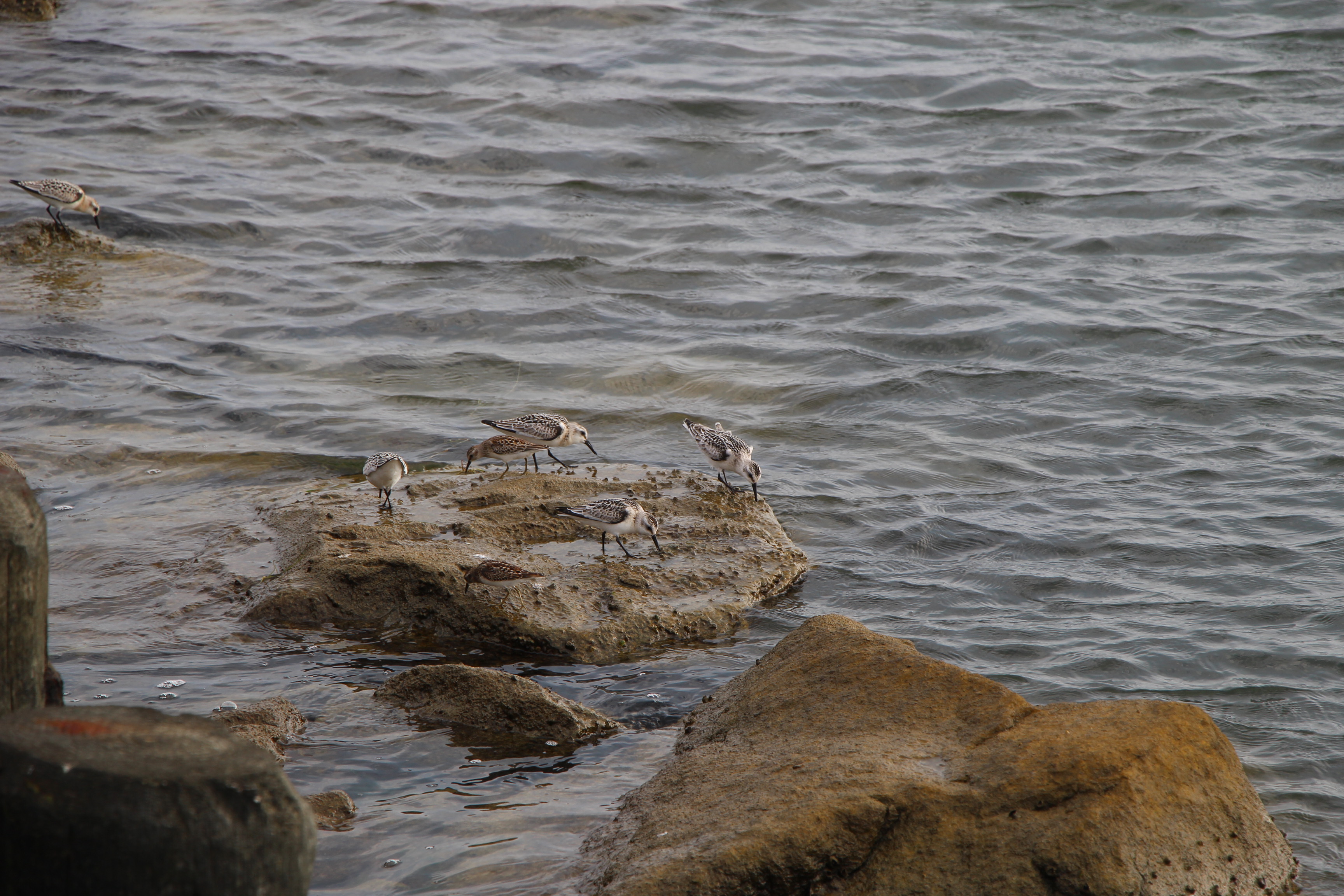 Free download high resolution image - free image free photo free stock image public domain picture -Seagull drinking water in a stream