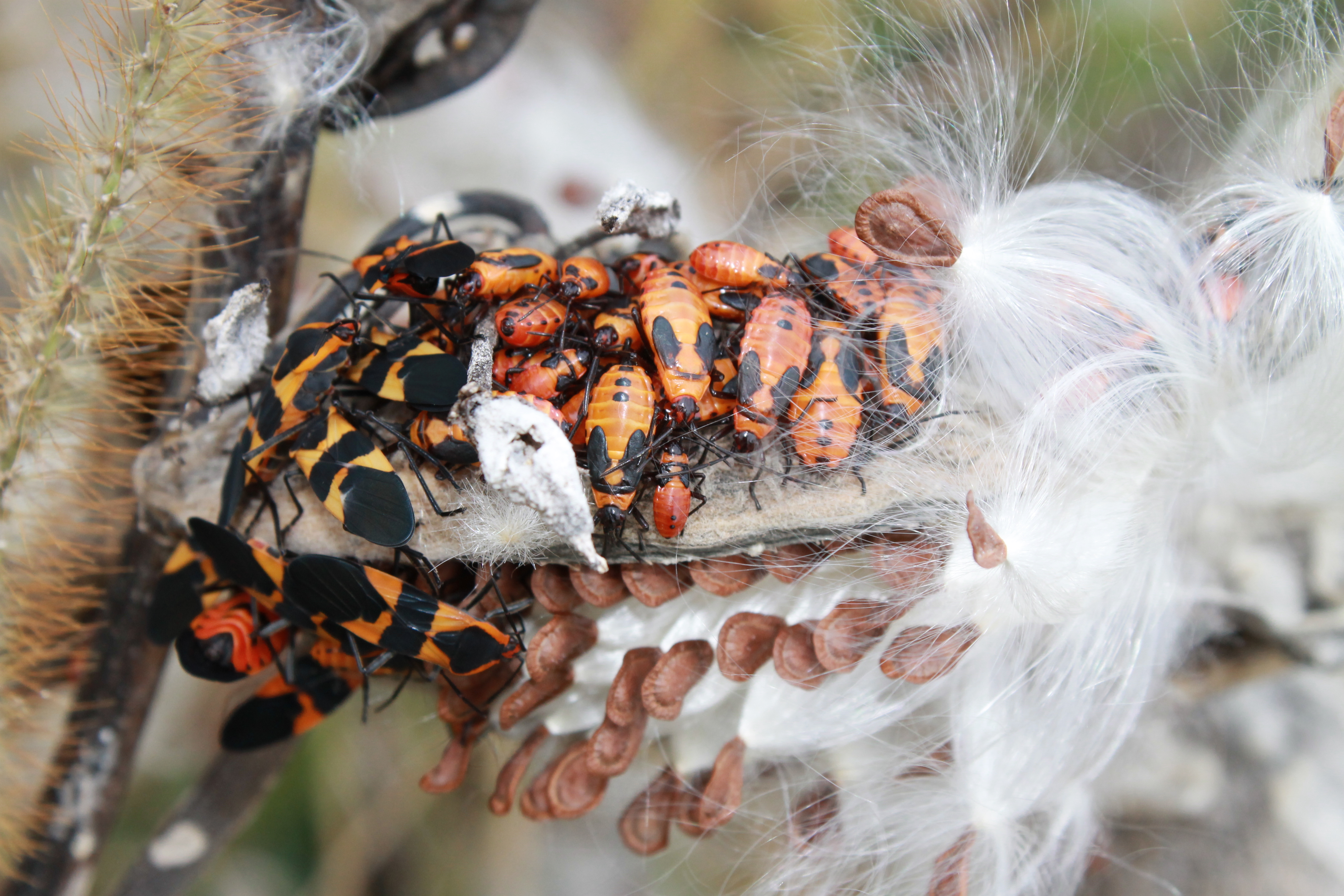 Free download high resolution image - free image free photo free stock image public domain picture -Large Milkweed Bug Nymphs