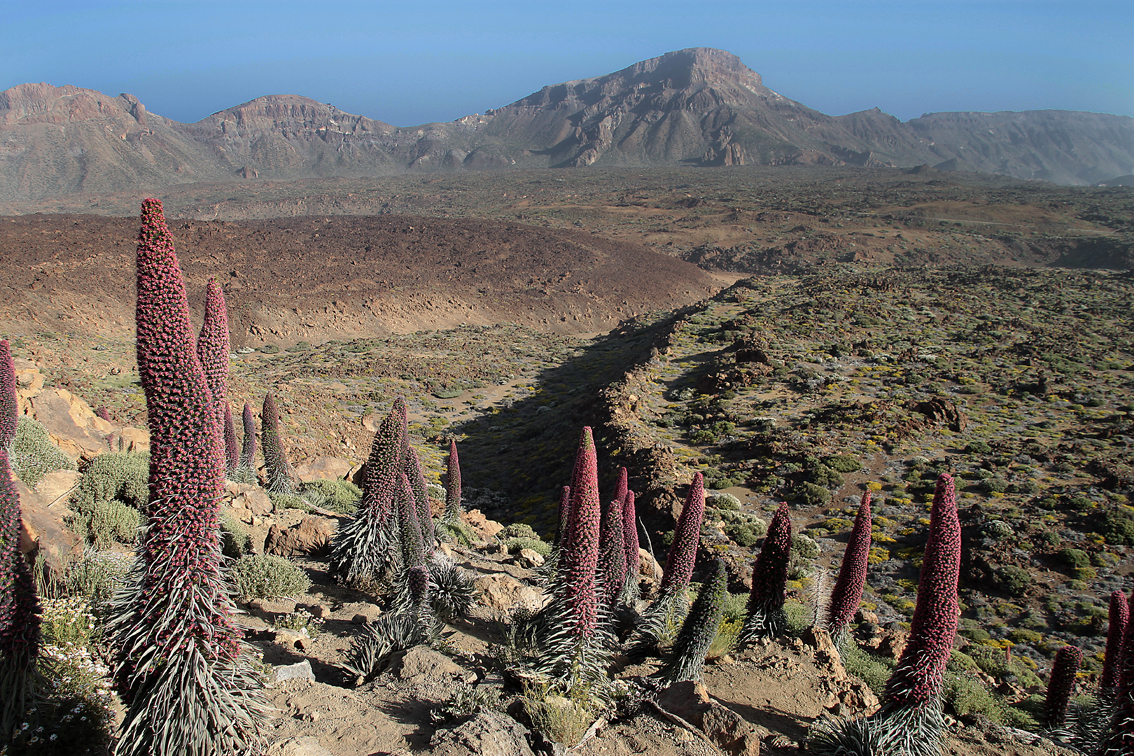 Free download high resolution image - free image free photo free stock image public domain picture -Yellow desert flowers in Teide National Park, Tenerife