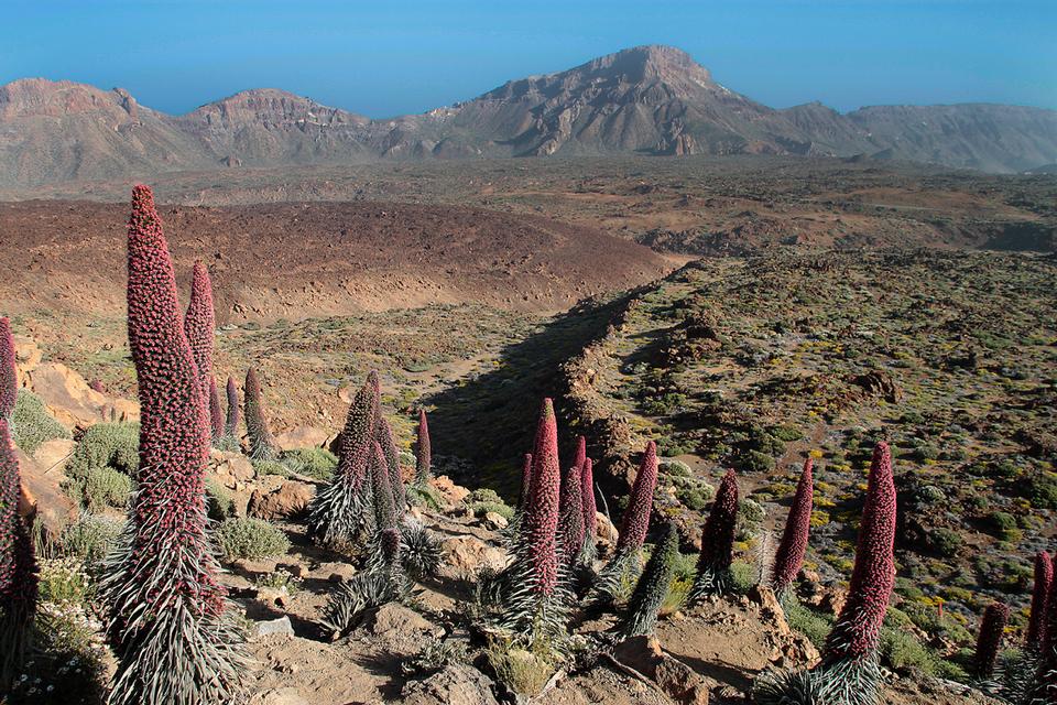 Free download high resolution image - free image free photo free stock image public domain picture  Yellow desert flowers in Teide National Park, Tenerife