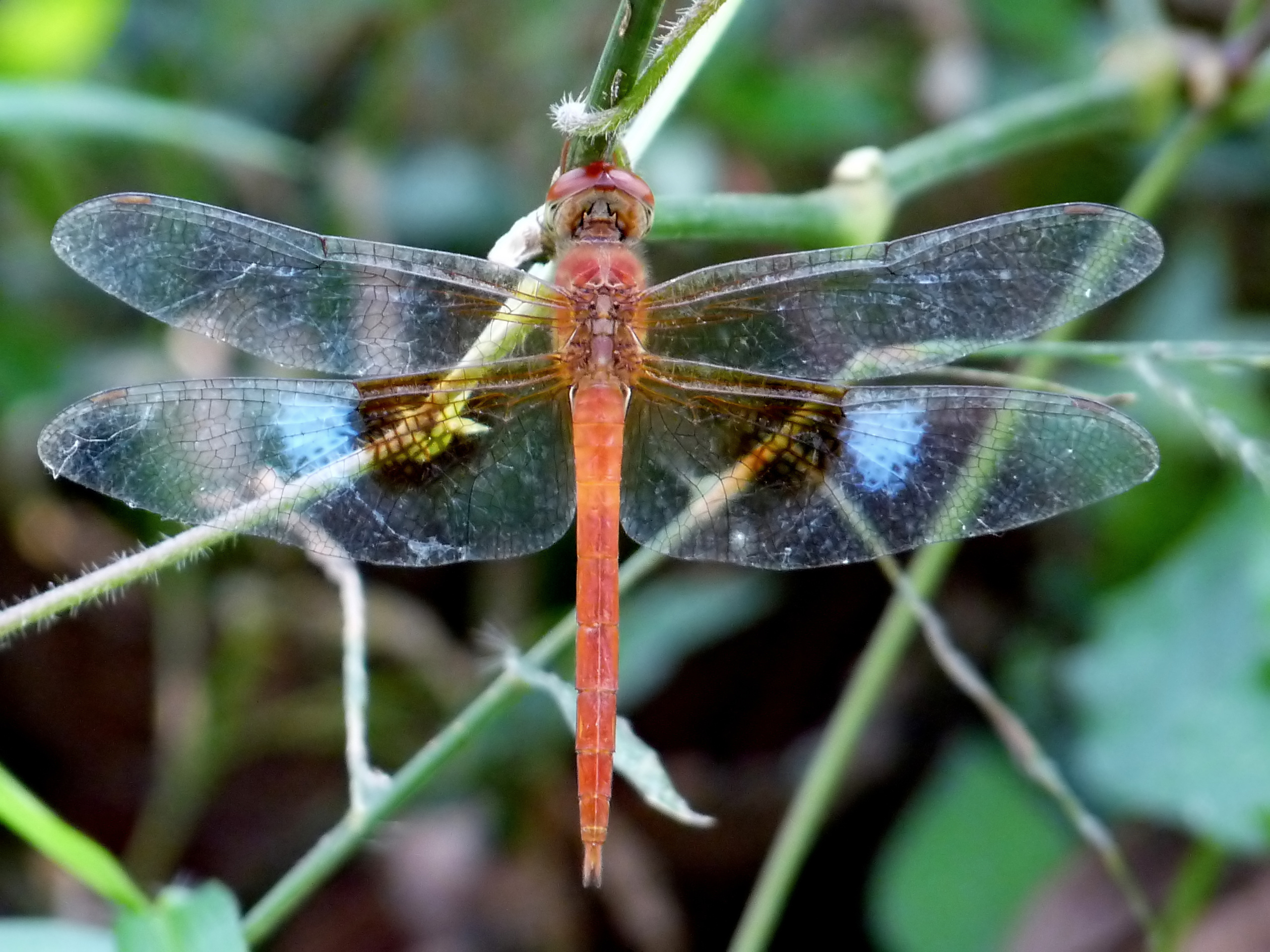 Free download high resolution image - free image free photo free stock image public domain picture -The Red Dragonfly