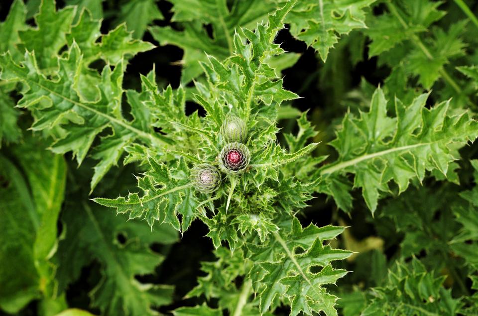 Free download high resolution image - free image free photo free stock image public domain picture  Creeping Thistle