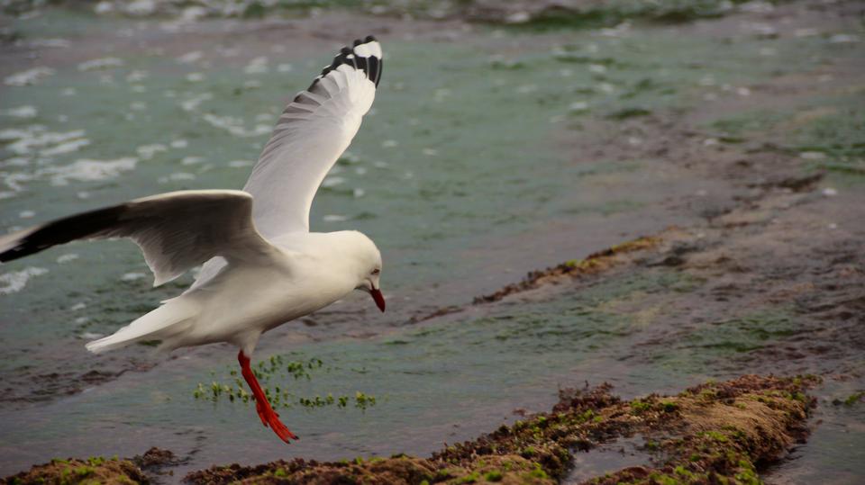 Free download high resolution image - free image free photo free stock image public domain picture  seagull flies near the water's edge