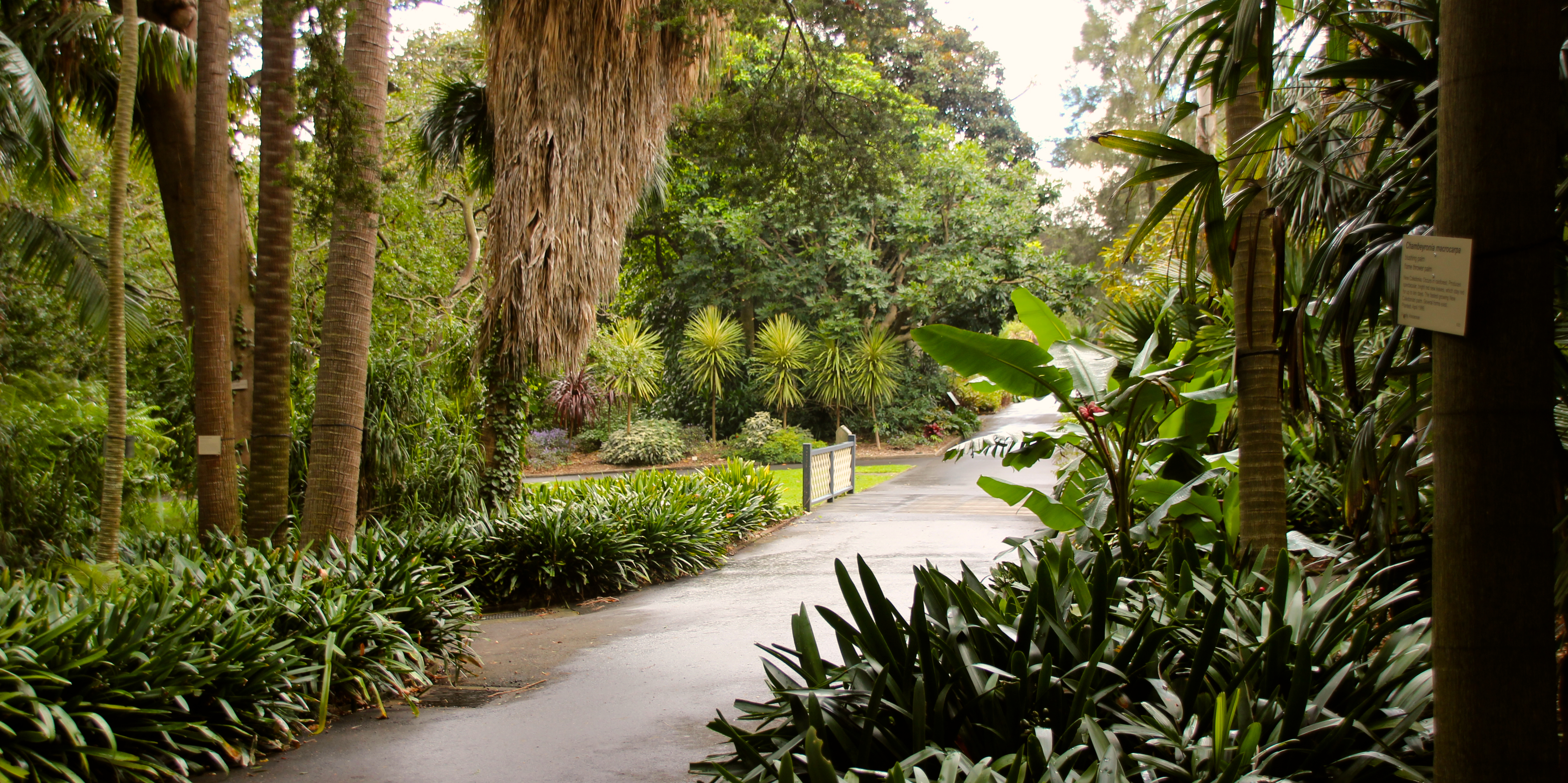 Free download high resolution image - free image free photo free stock image public domain picture -Sydney Botanical Gardens