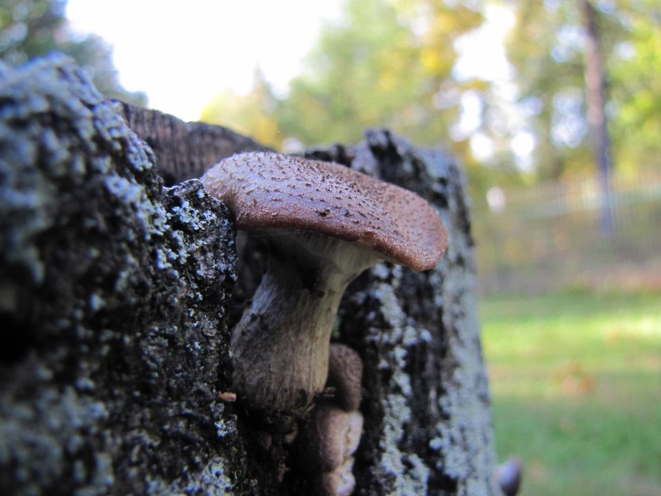 Free download high resolution image - free image free photo free stock image public domain picture  Close-up of a pair of Polyporus squamosus mushrooms