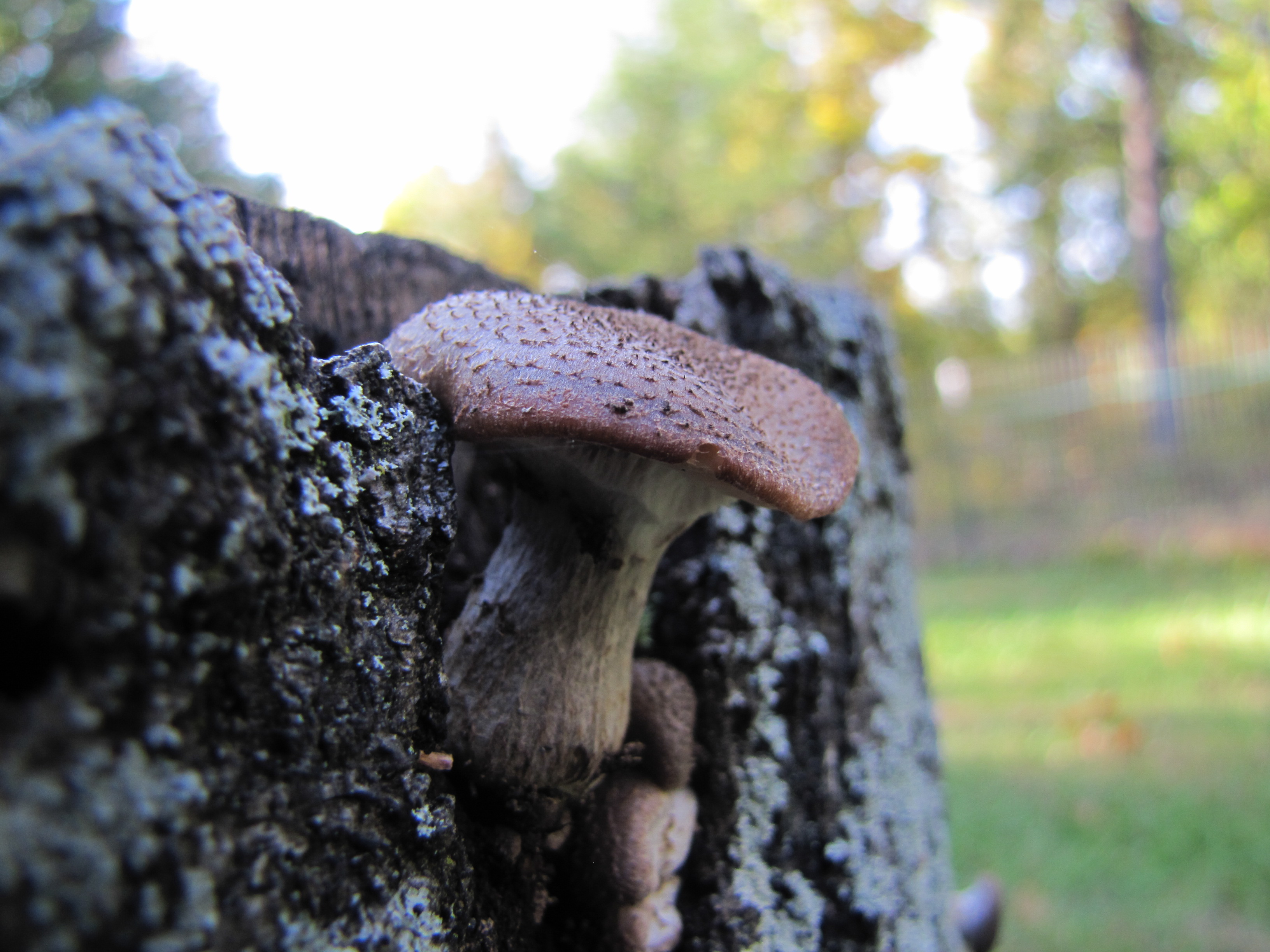 Free download high resolution image - free image free photo free stock image public domain picture -Close-up of a pair of Polyporus squamosus mushrooms