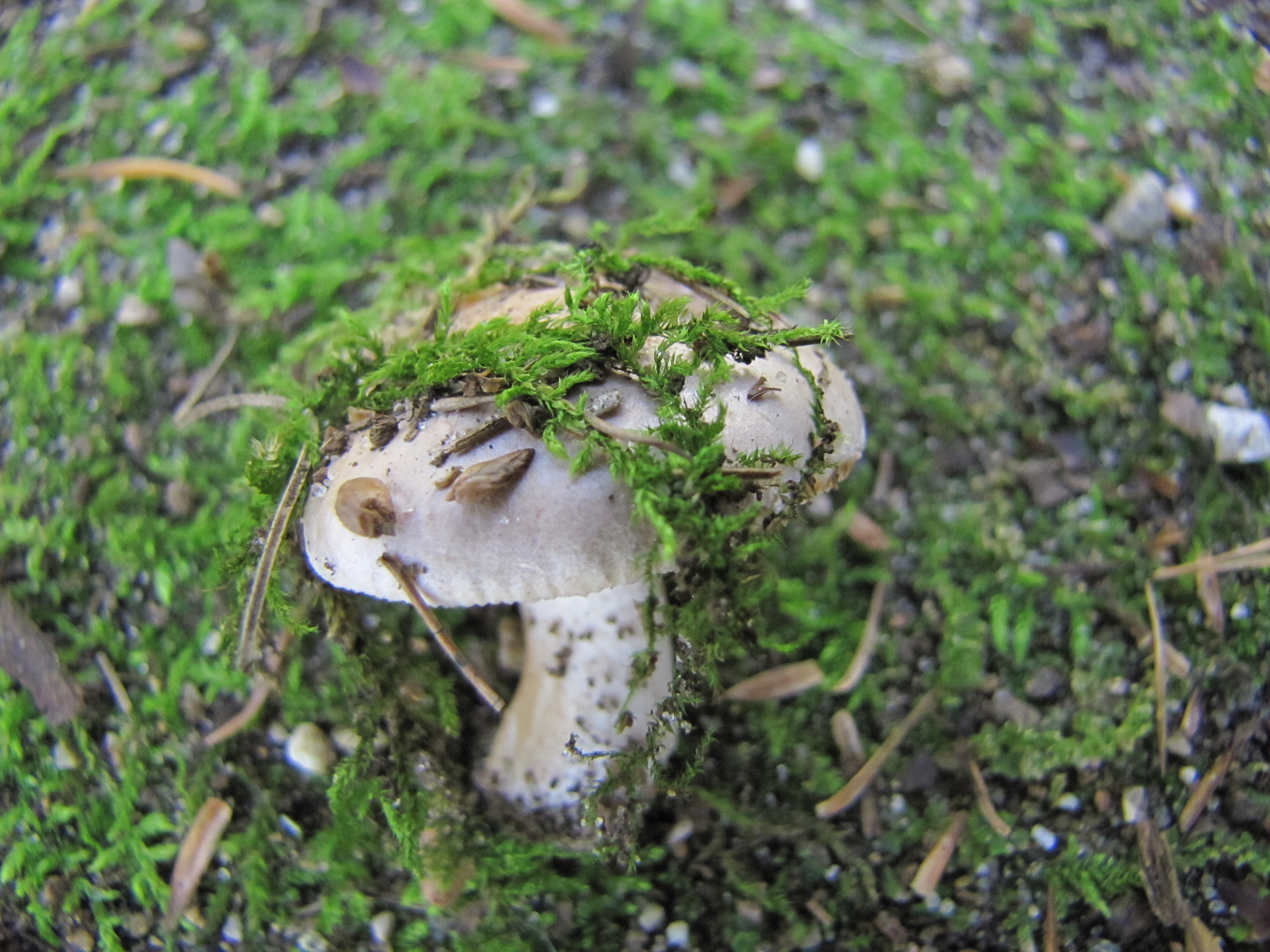 Free download high resolution image - free image free photo free stock image public domain picture -Forest mushroom in the grass