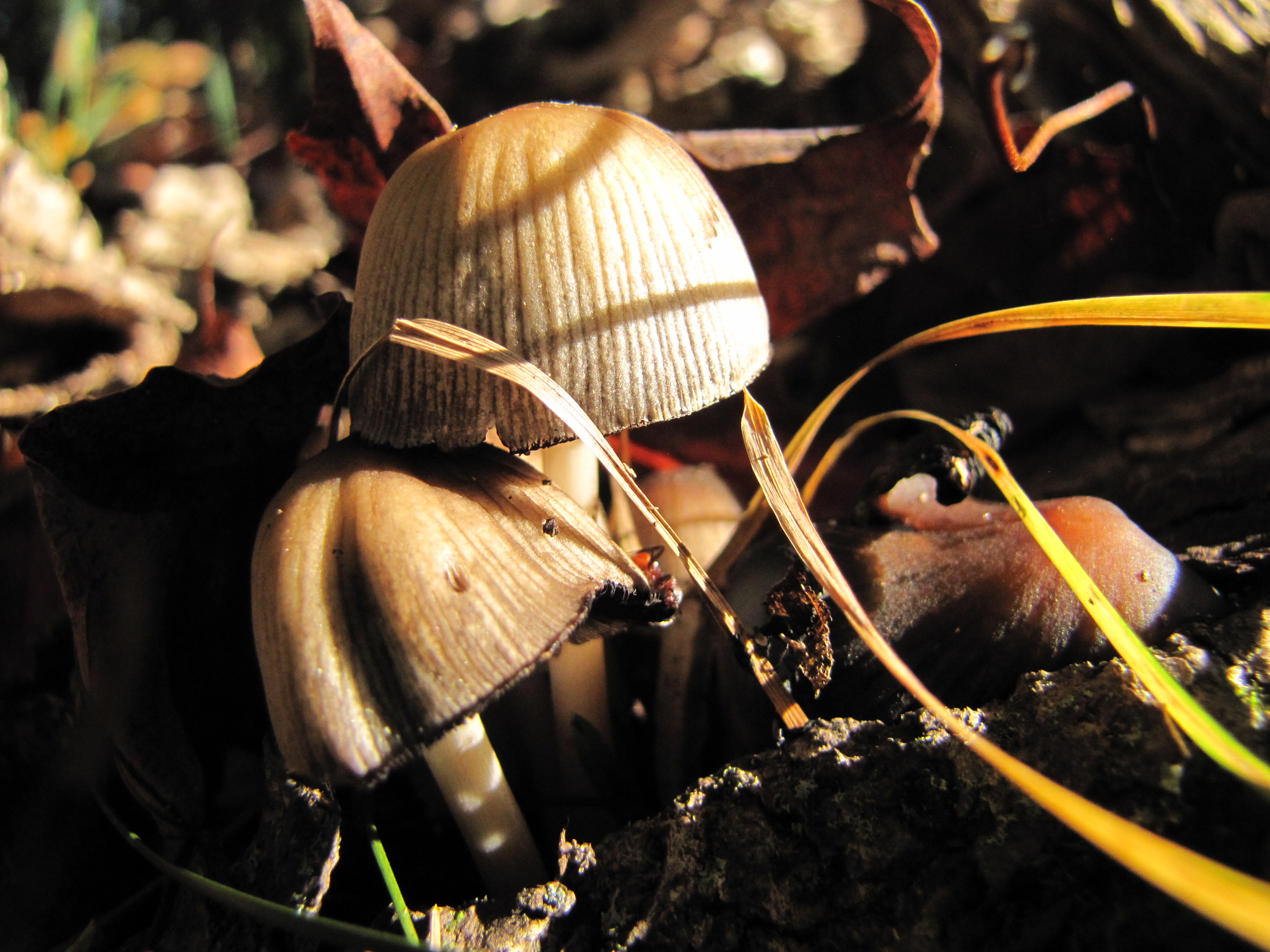 Free download high resolution image - free image free photo free stock image public domain picture -Forest mushroom in the grass