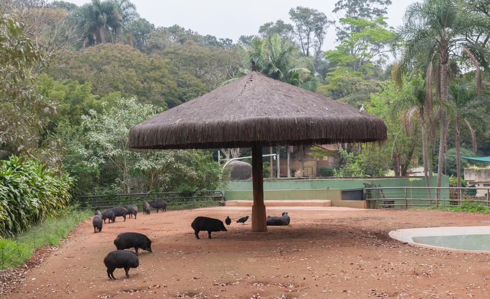 Free download high resolution image - free image free photo free stock image public domain picture  Sao Paulo Zoo