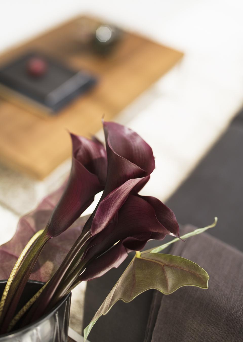 Free download high resolution image - free image free photo free stock image public domain picture  Lliving room in Deep purple Calla Lily flower