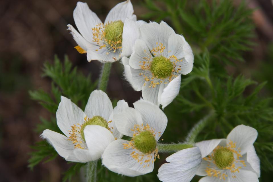 Free download high resolution image - free image free photo free stock image public domain picture  Small white Geraniums in Rocky Mountains