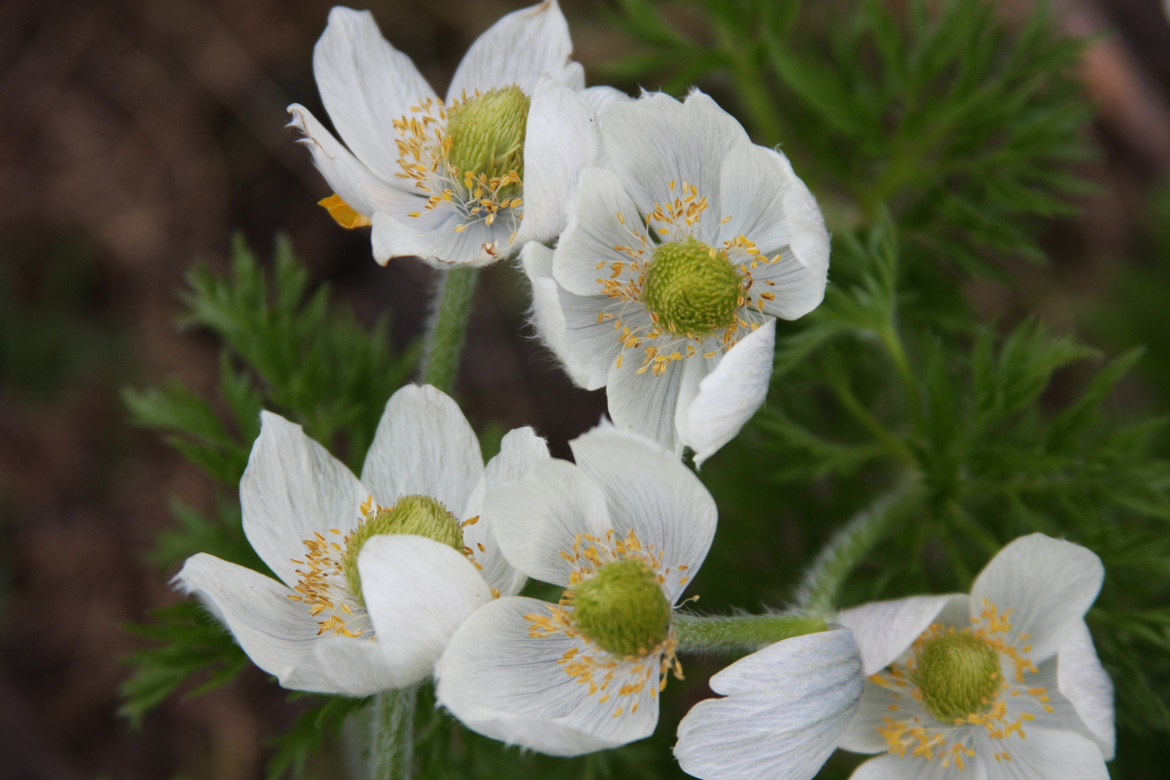 Free download high resolution image - free image free photo free stock image public domain picture -Small white Geraniums in Rocky Mountains