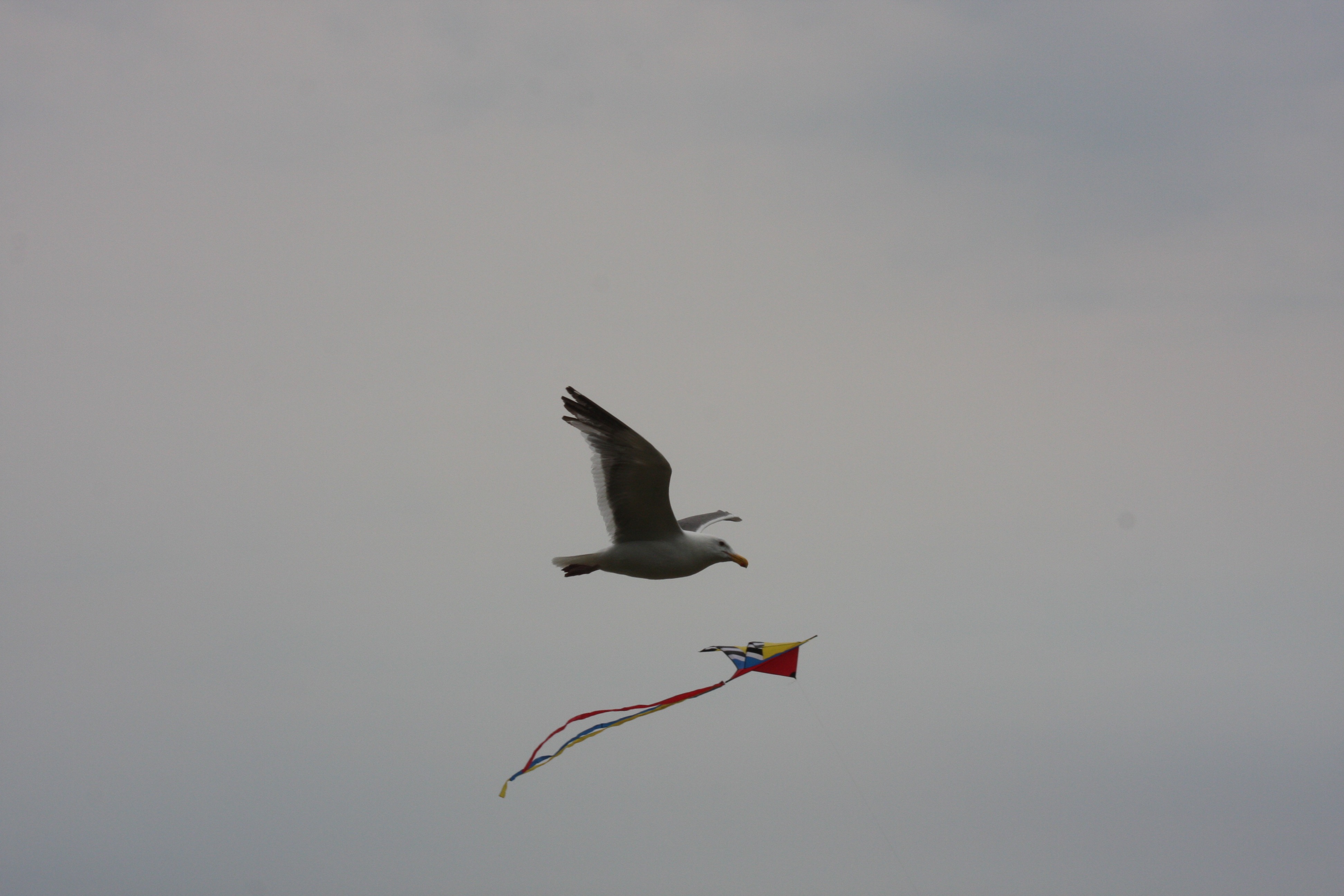 Free download high resolution image - free image free photo free stock image public domain picture -Seagull and Kite