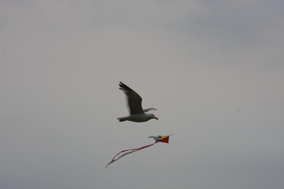 Free download high resolution image - free image free photo free stock image public domain picture  Seagull and Kite