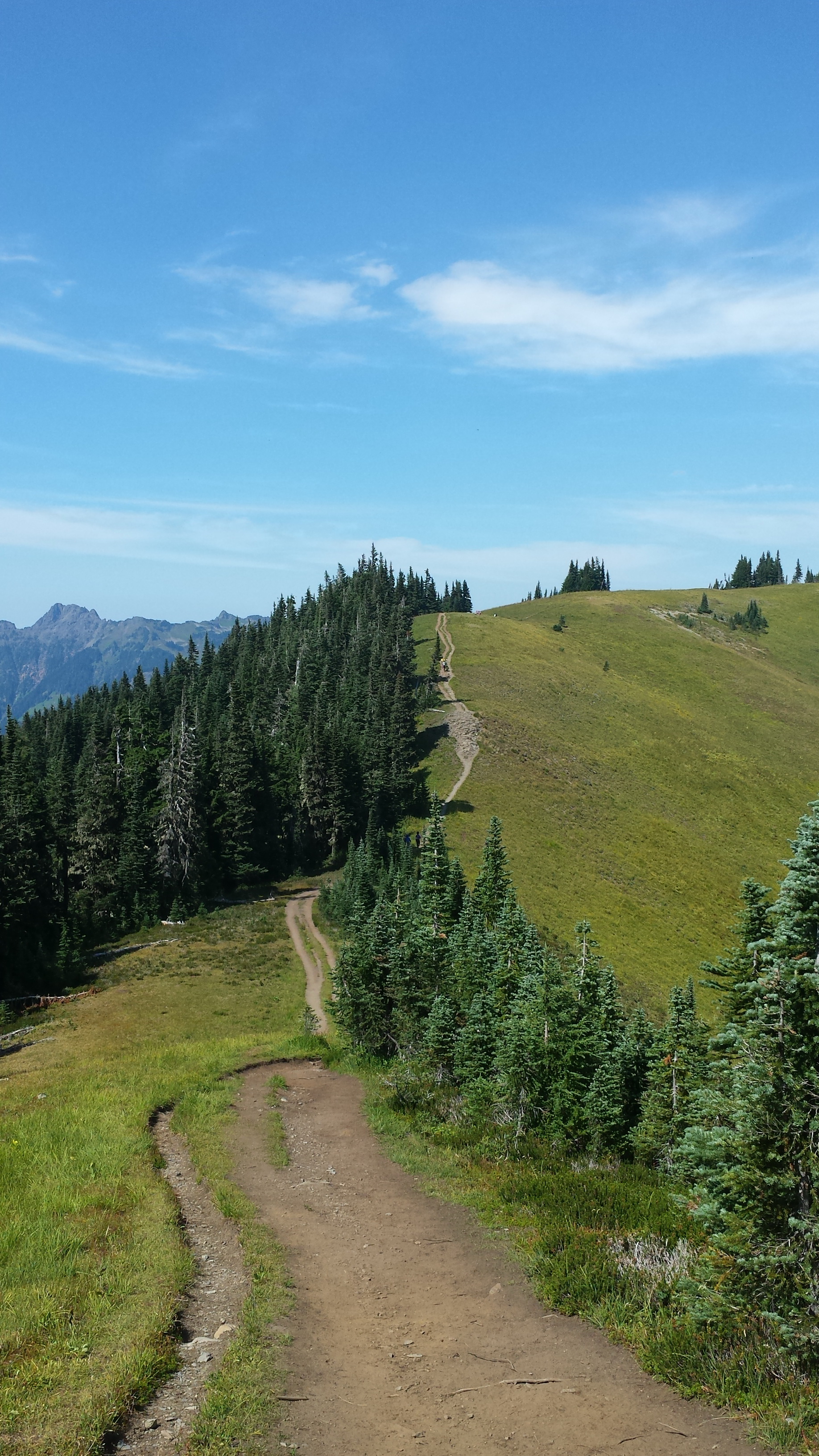 Free download high resolution image - free image free photo free stock image public domain picture -Mt. Baker Wildflowers